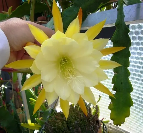 Orchid Cactus, Pond-Lily Cactus (Epiphyllum Hybrid) — with blooms in radiant hues flourishing atop flat