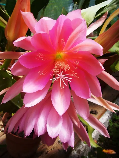 Orchid Cactus, Pond-Lily Cactus (Epiphyllum Hybrid) — The Orchid Cactus enjoys warm environments with temperatures ideally between 50&deg;F to 85&deg;F