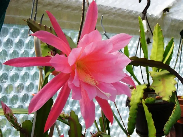 Orchid Cactus, Pond-Lily Cactus (Epiphyllum Hybrid) — commonly termed Orchid or Pond-Lily Cacti; these night-blooming cacti display a diverse color palette