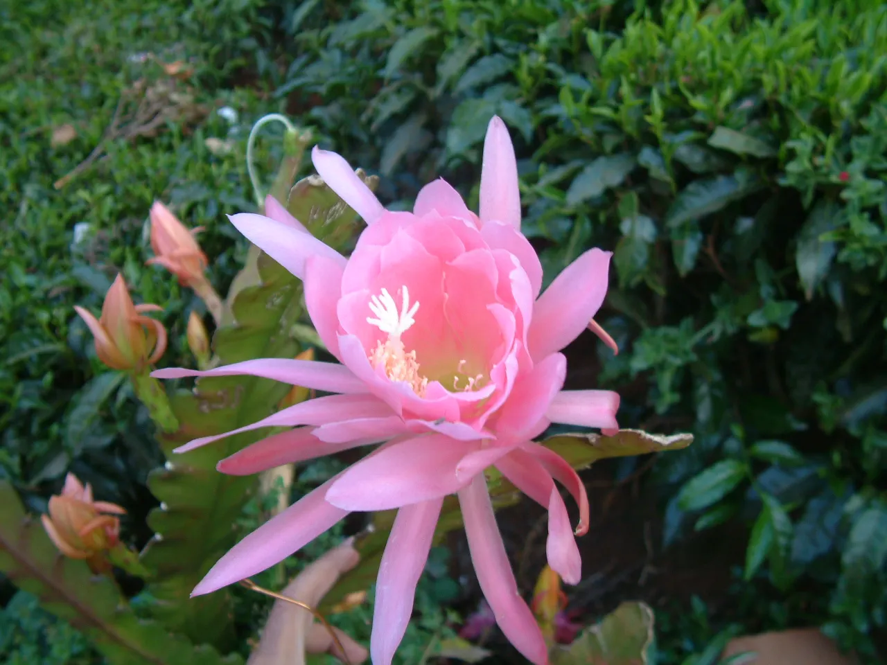 Orchid Cactus, Pond-Lily Cactus (Epiphyllum Hybrid) — is a stunning specimen for a garden landscape