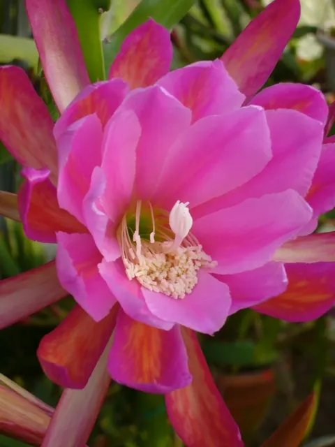 Orchid Cactus, Pond-Lily Cactus (Epiphyllum Hybrid) — only when the top inch of the soil feels dry
