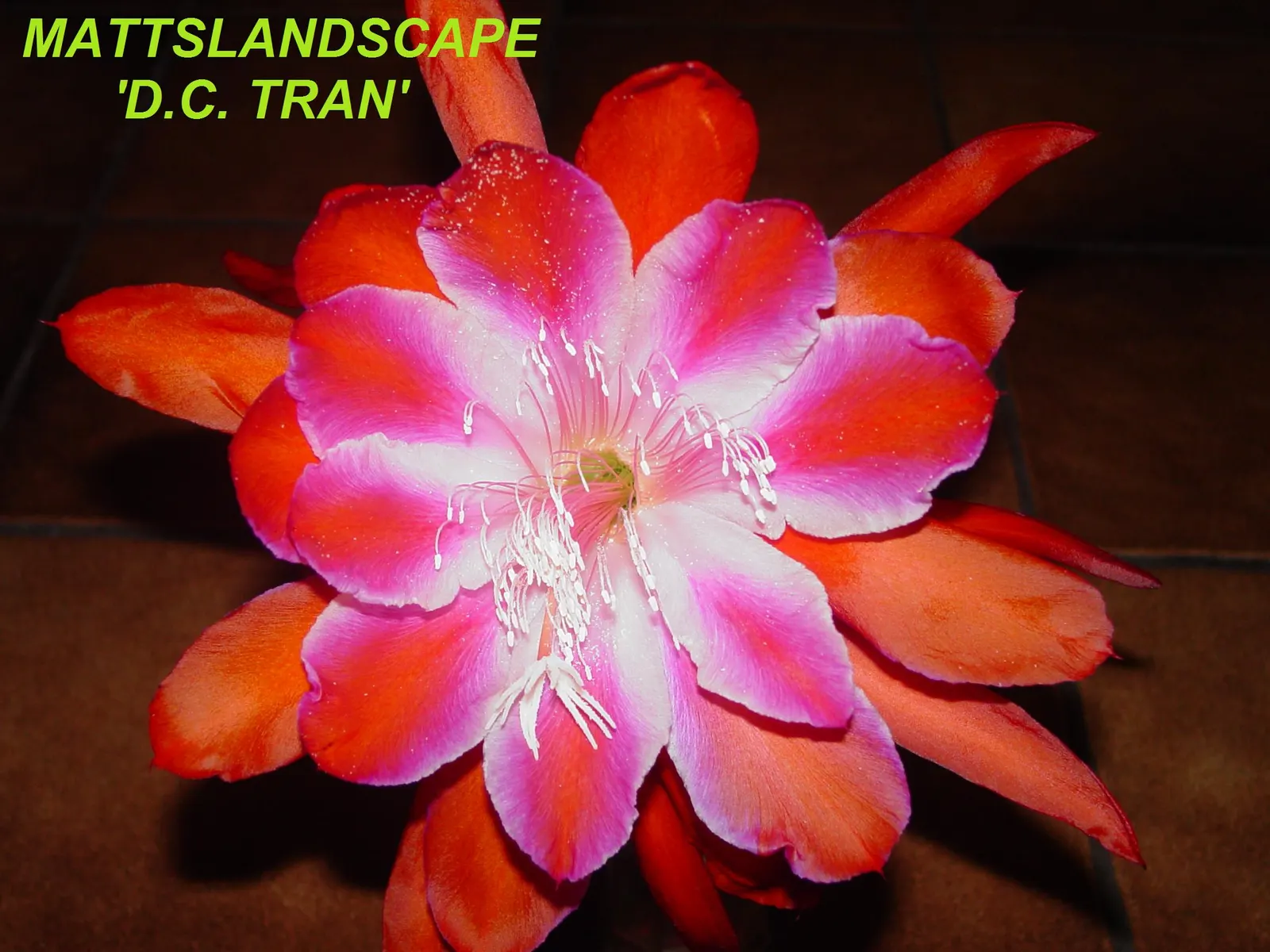 Orchid Cactus, Pond-Lily Cactus (Epiphyllum Hybrid) — which means bright but indirect light