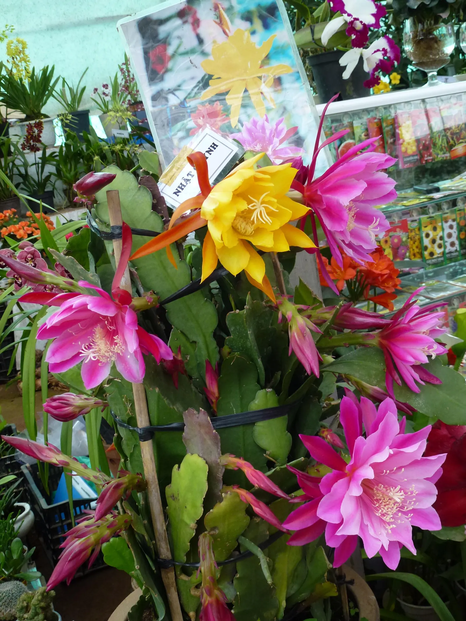 Orchid Cactus, Pond-Lily Cactus (Epiphyllum Hybrid) — typically not more than 12 inches in depth