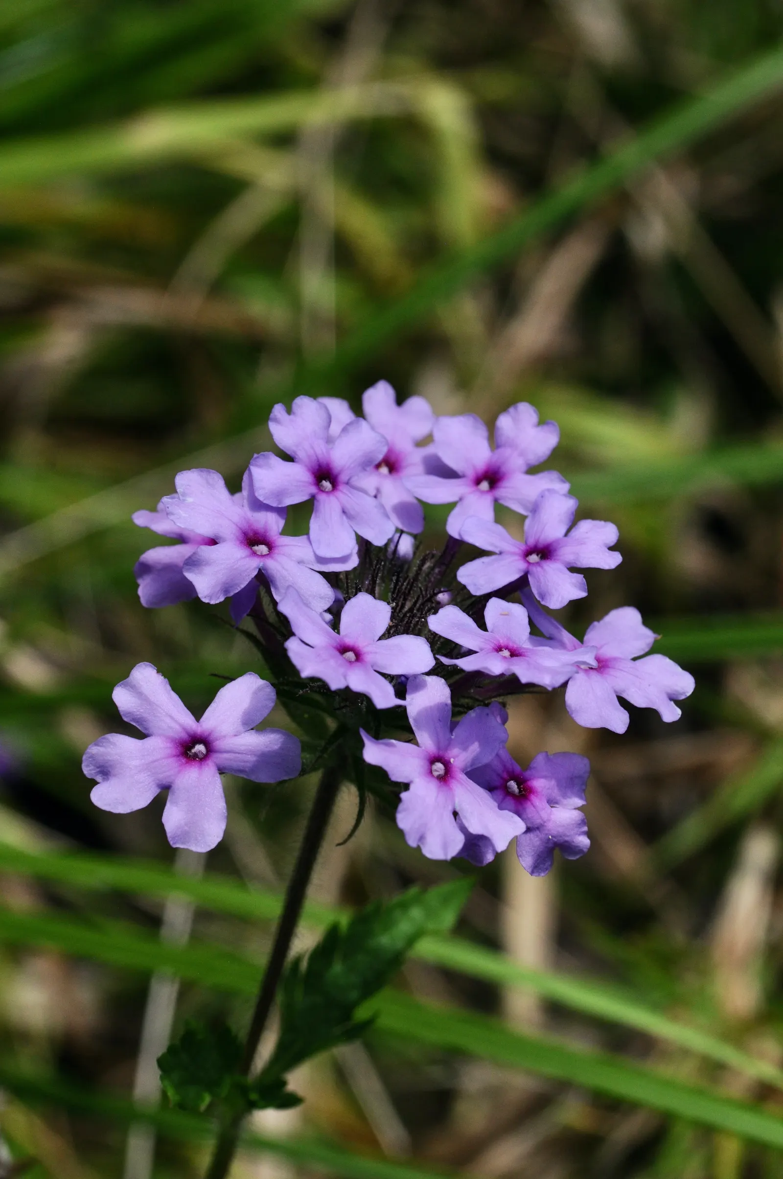 Texas Vervain (Verbena Halei) — Attracts pollinators and adapts well to various well-drained soils