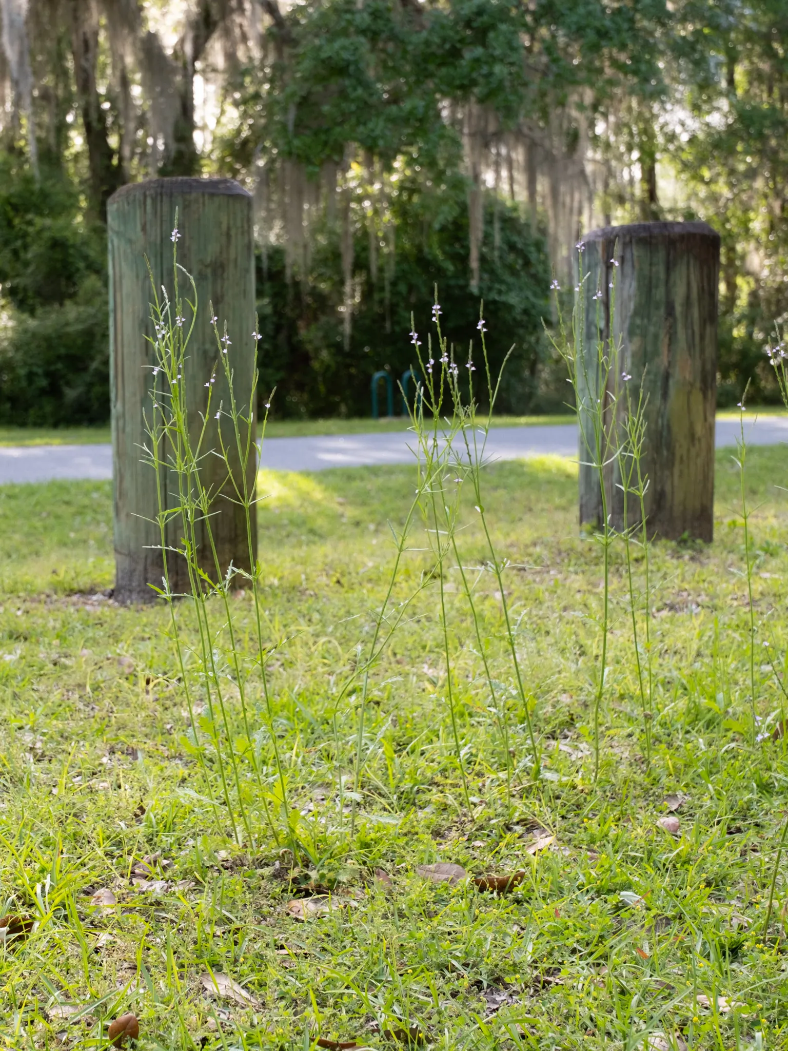 Texas Vervain (Verbena Halei) — Standing 2-3 feet tall with slender stems and narrow leaves up to 3 inches long