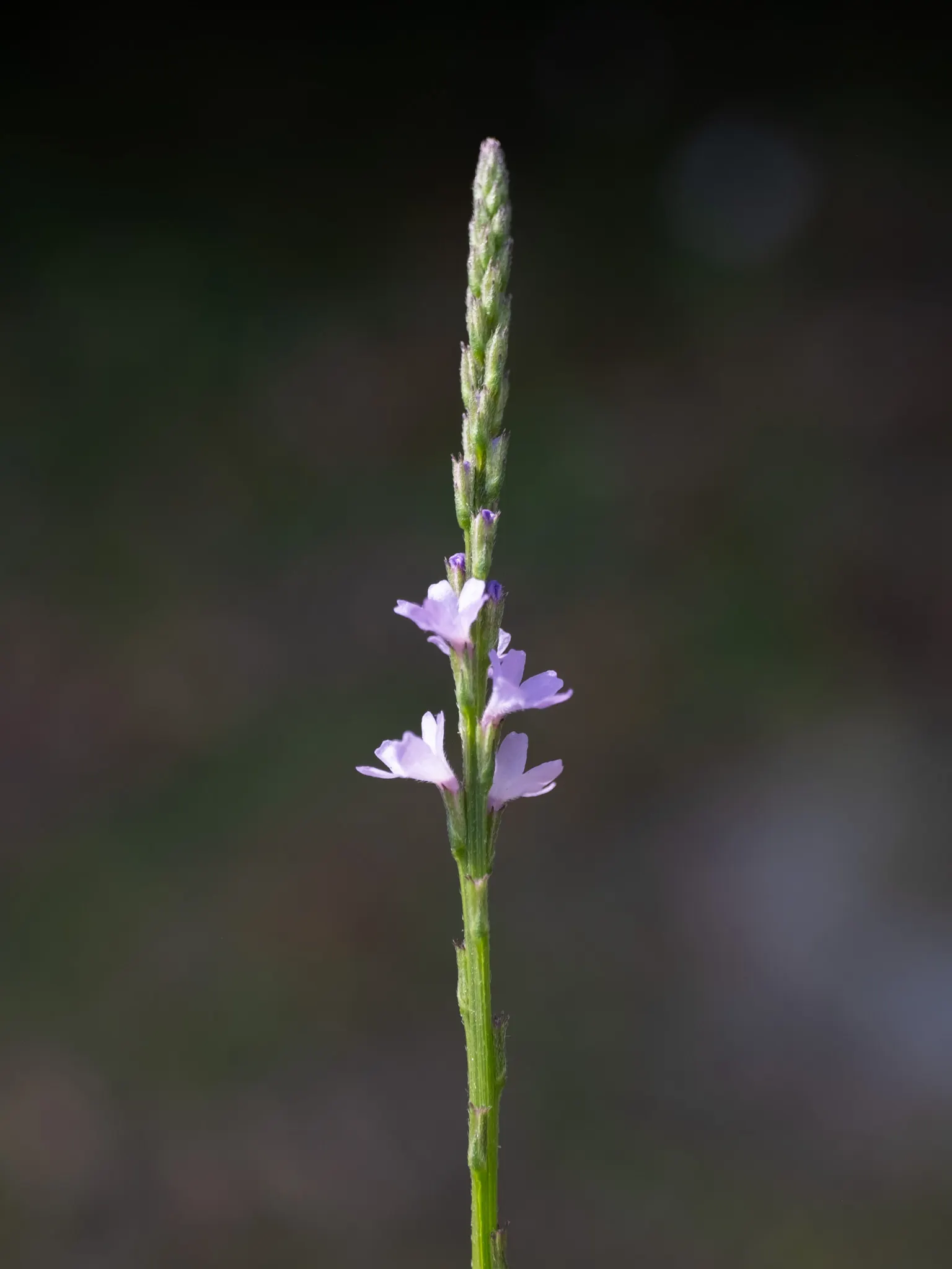 Texas Vervain (Verbena Halei) — Texas Vervain (Verbena halei)