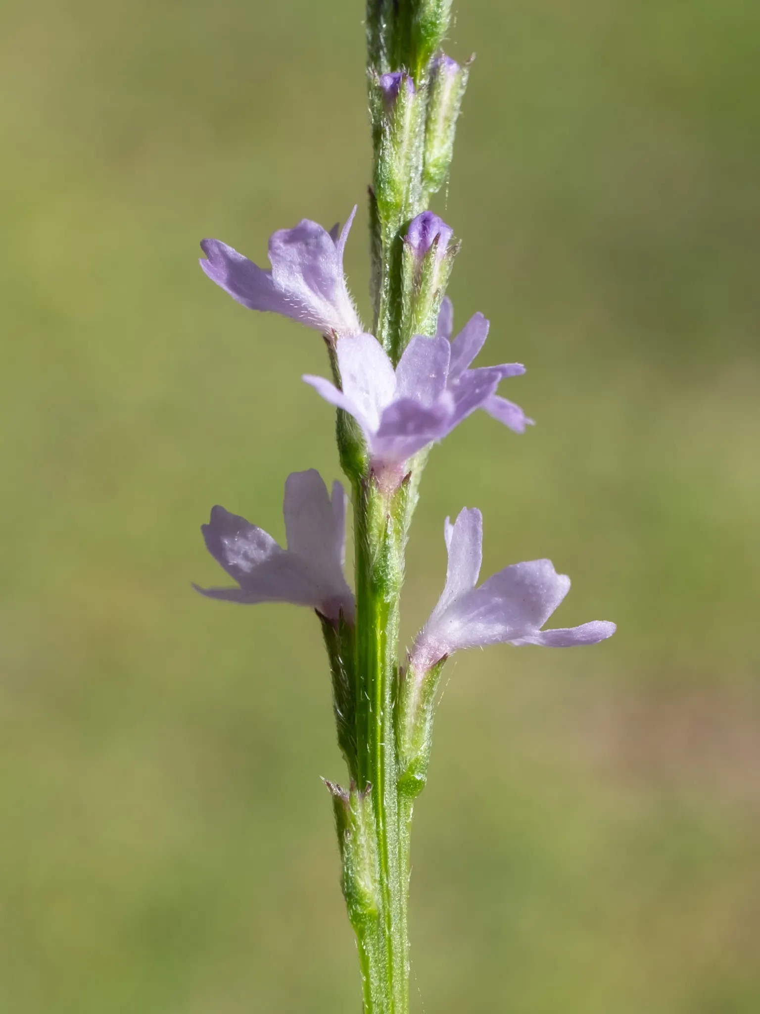 Texas Vervain (Verbena Halei) — this drought-tolerant perennial showcases purple to blue flowers from spring to frost