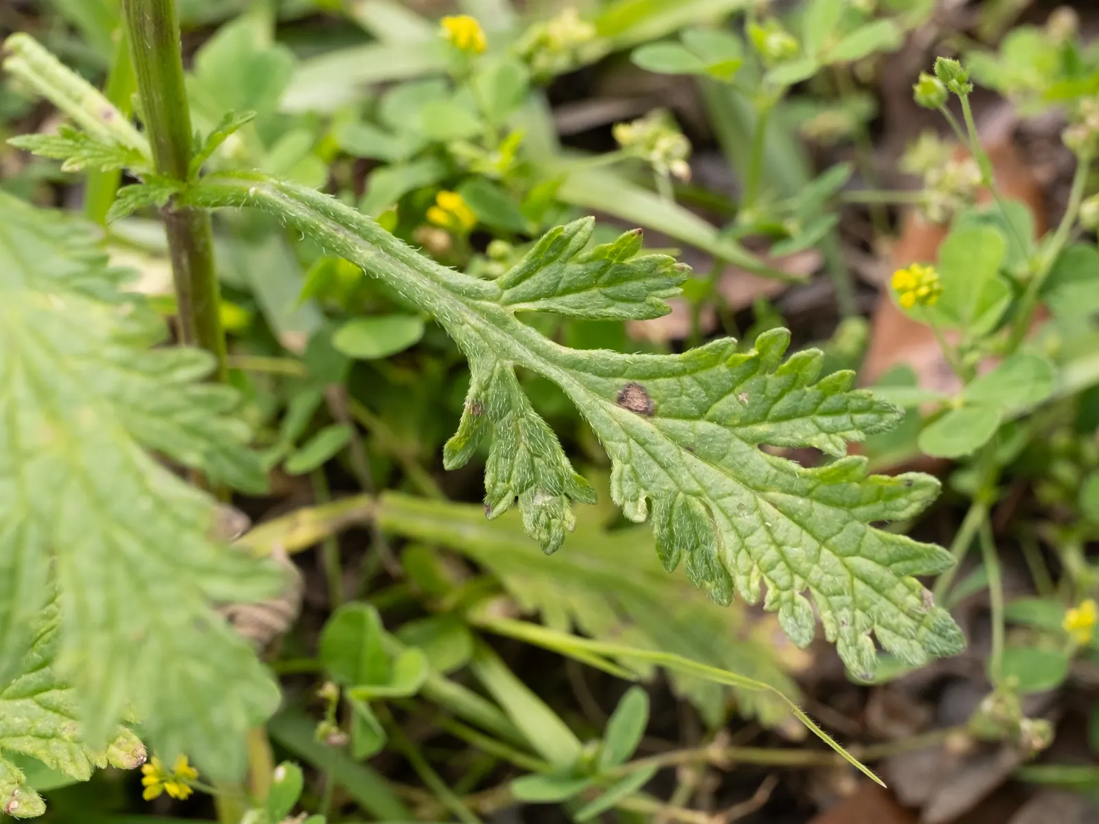Texas Vervain (Verbena Halei) — flourishes in full sun to partial shade across the Southern US