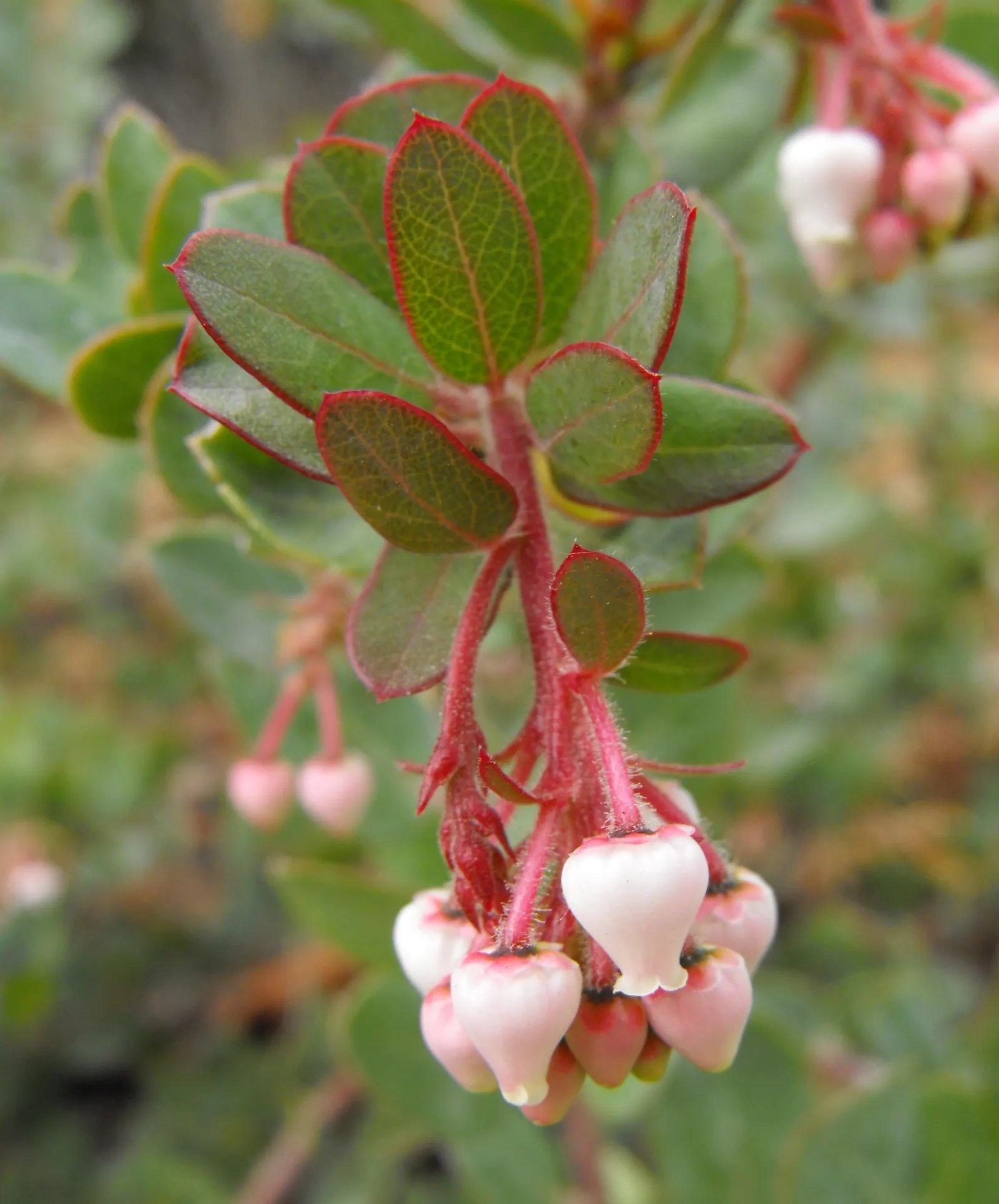 John Dourley Manzanita (Arctostaphylos 'John Dourley') — evergreen shrub with a mature size of about 3 feet tall and 6 feet wide