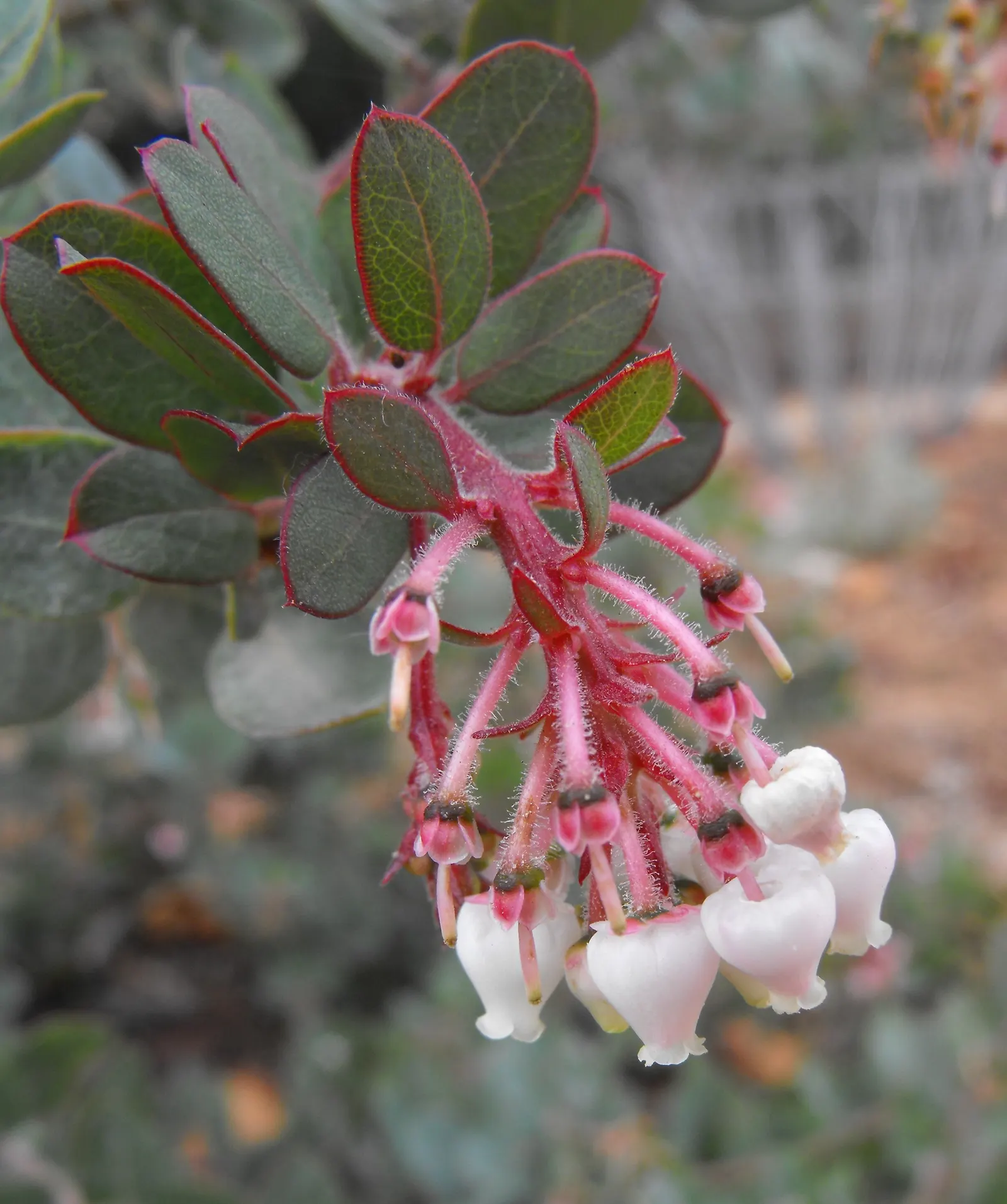 John Dourley Manzanita (Arctostaphylos 'John Dourley') — Famed for its pinkish-white bell-shaped flowers and red bark
