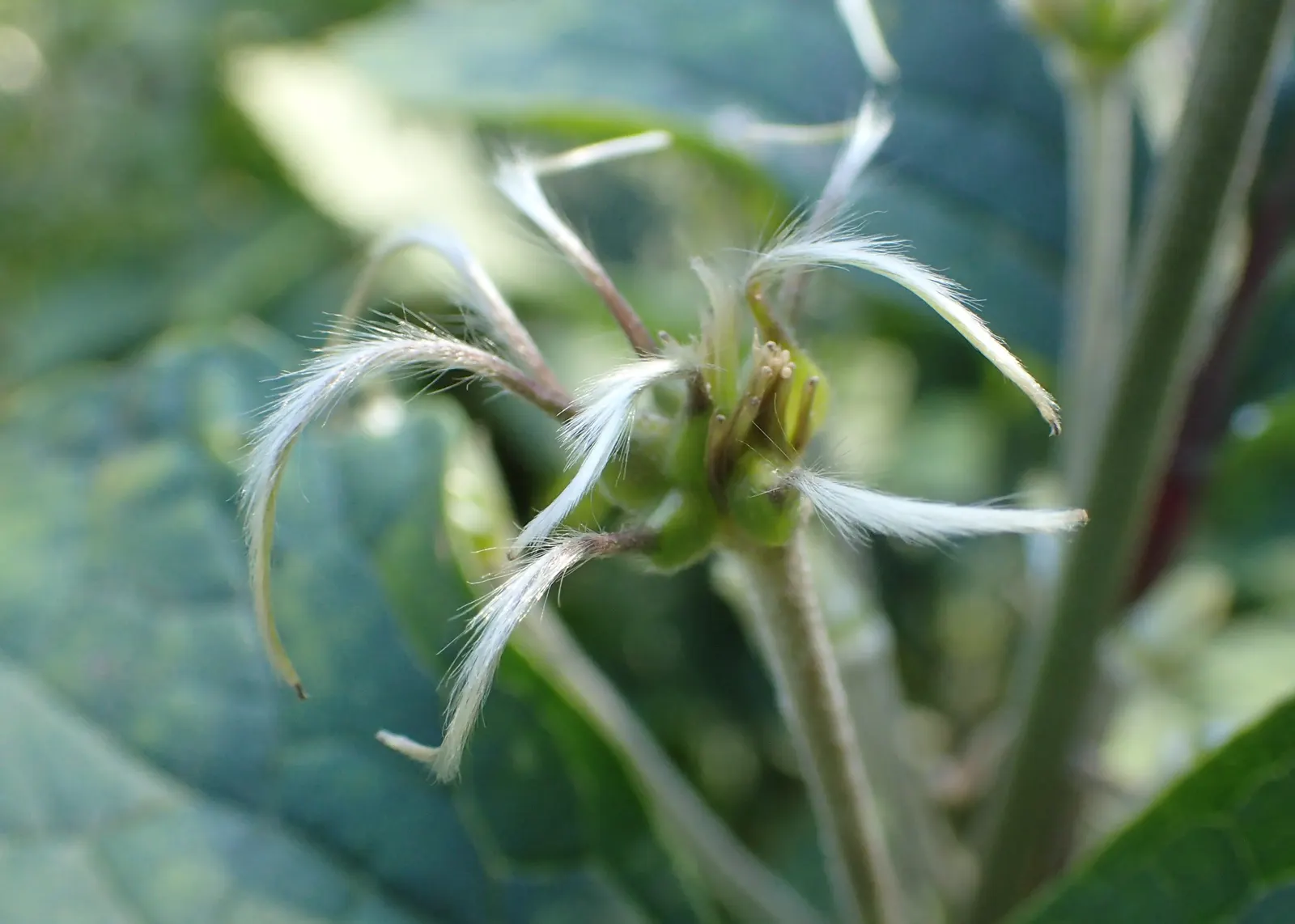 Tube Clematis (Clematis Heracleifolia 'Davidiana') — promoting overall plant health