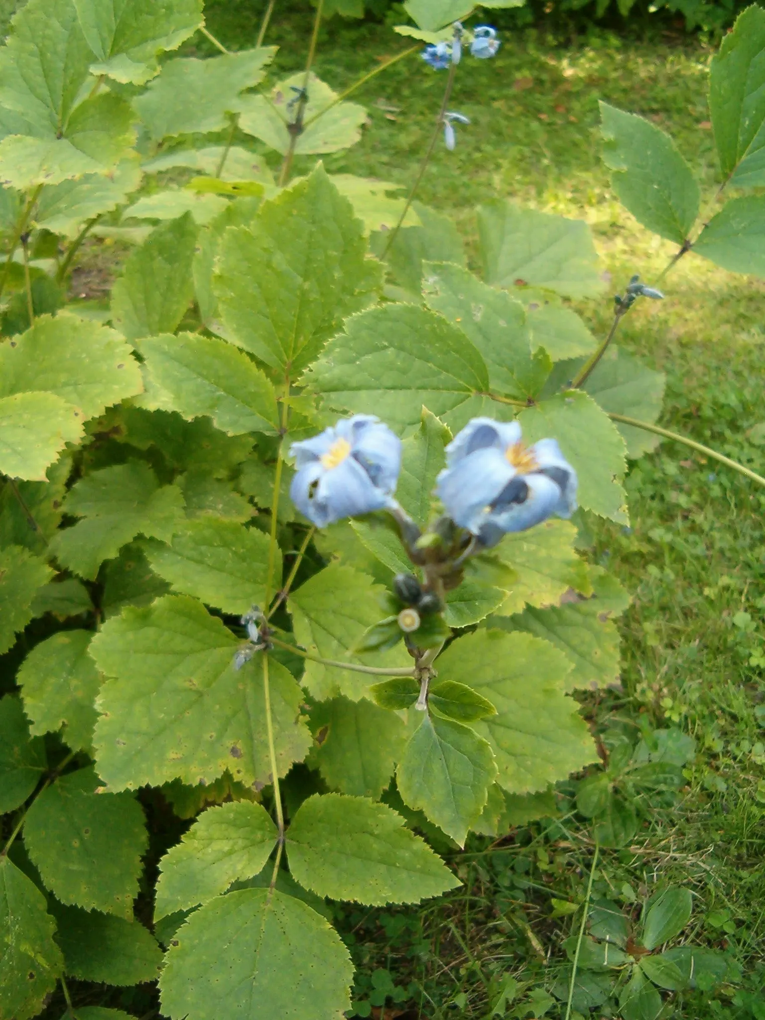 Tube Clematis (Clematis Heracleifolia 'Davidiana') — A layer of mulch can help retain soil moisture and maintain a cooler root environment; provide it with