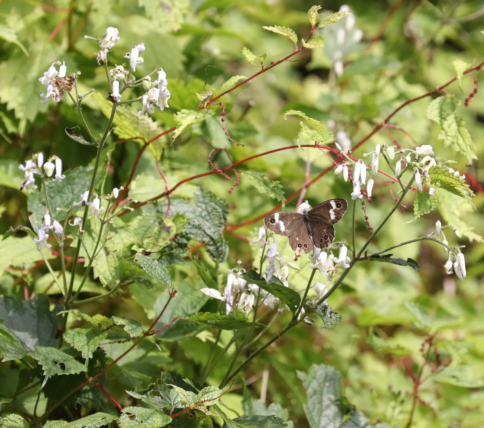 Tube Clematis (Clematis Heracleifolia 'Davidiana') — Its robust stature reaches 3-4 ft in height with a similar spread; to encourage vigorous growth and