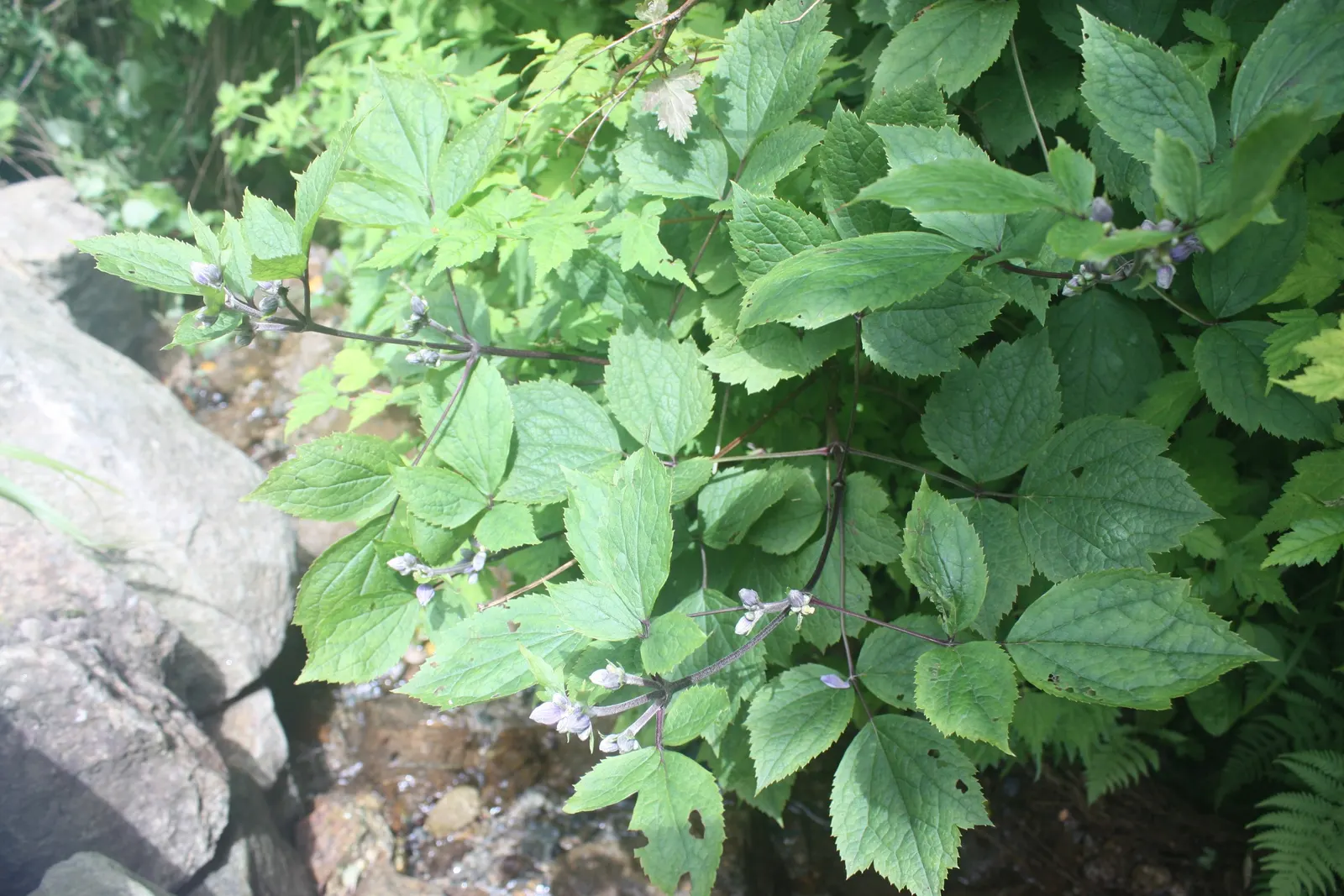 Tube Clematis (Clematis Heracleifolia 'Davidiana') — This herbaceous perennial boasts fragrant, hyacinth-blue tubular flowers, about 1 inch long, in late
