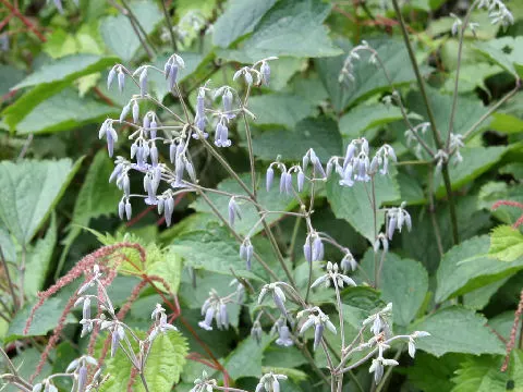 Tube Clematis (Clematis Heracleifolia 'Davidiana') — The Tube Clematis does best in full sun to partial shade and prefers a well-draining soil, image 41