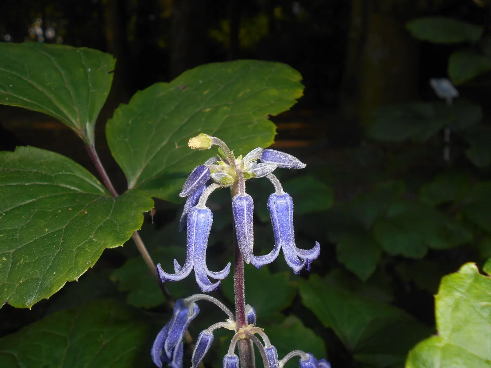 Tube Clematis (Clematis Heracleifolia 'Davidiana') — promoting overall plant health; tube Clematis, Clematis heracleifolia 'Davidiana', thrives in USDA zones