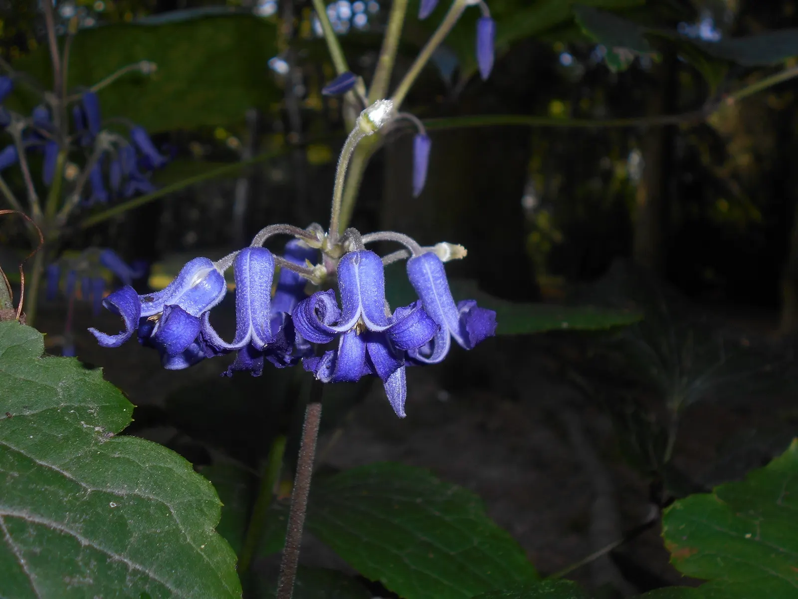 Tube Clematis (Clematis Heracleifolia 'Davidiana') — perennial with blue and lavender blooms