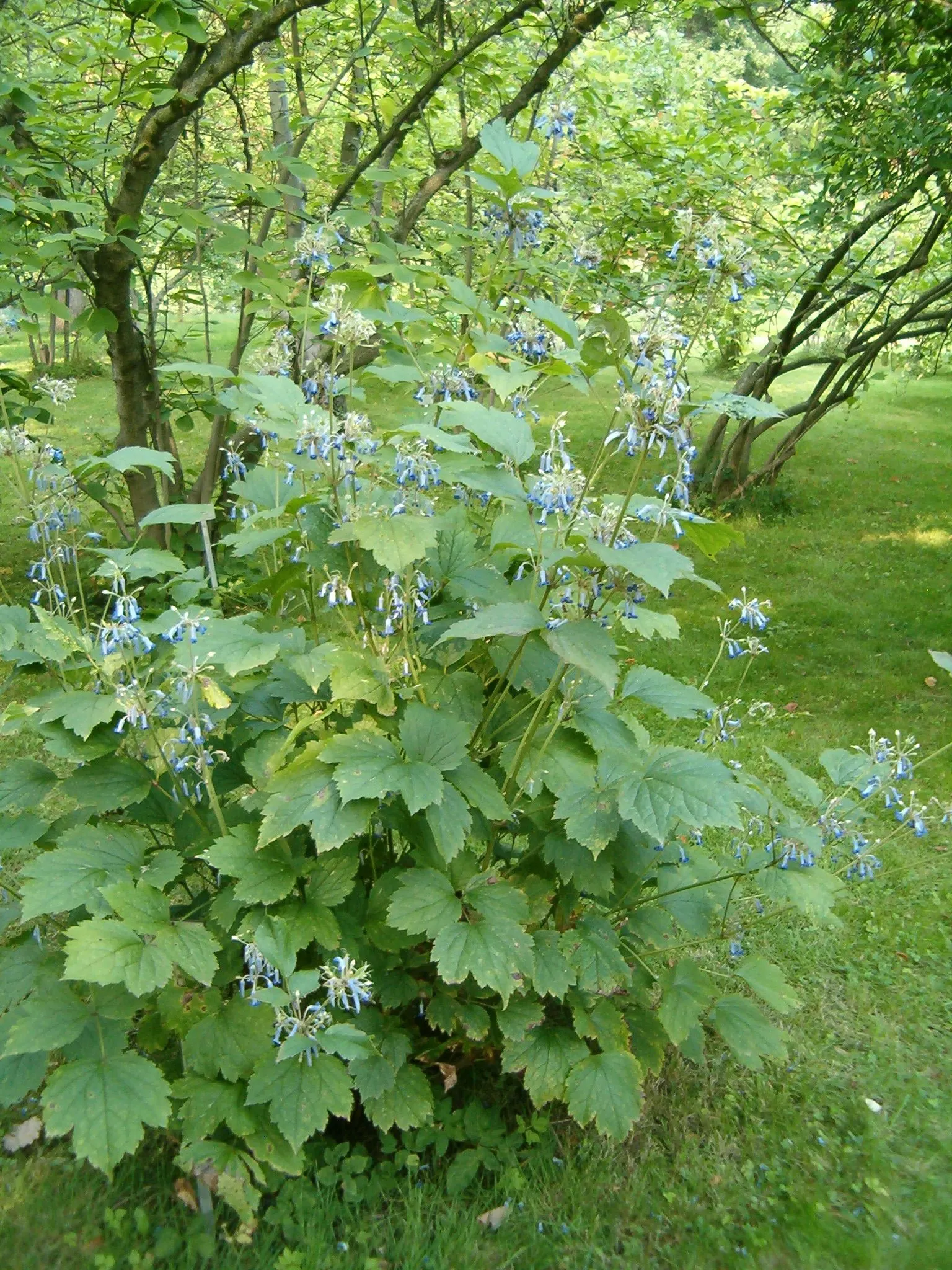 Tube Clematis (Clematis Heracleifolia 'Davidiana') — demonstrating considerable cold hardiness