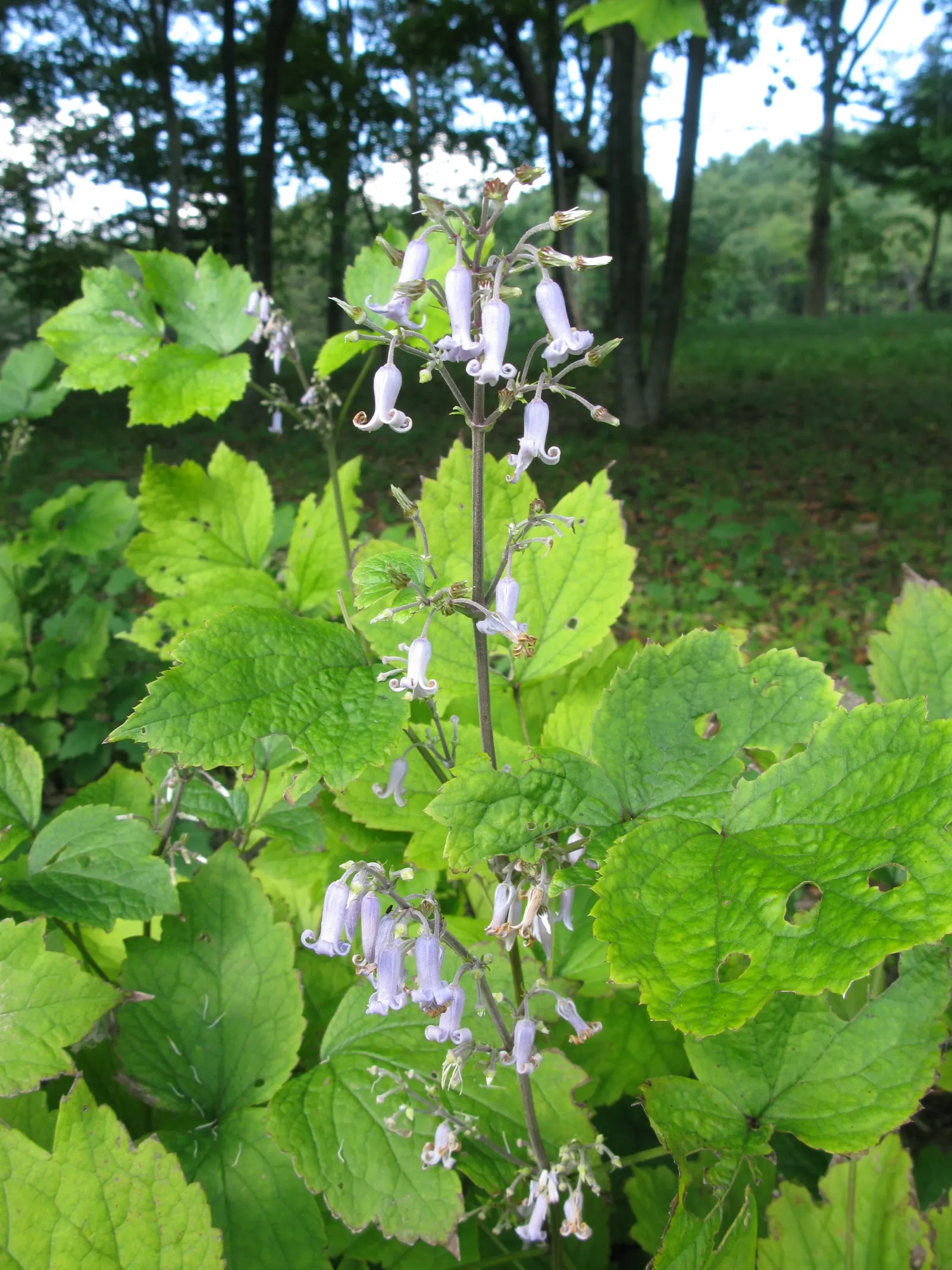 Tube Clematis (Clematis Heracleifolia 'Davidiana') — This herbaceous perennial boasts fragrant, hyacinth-blue tubular flowers, about 1 inch long, in late summer