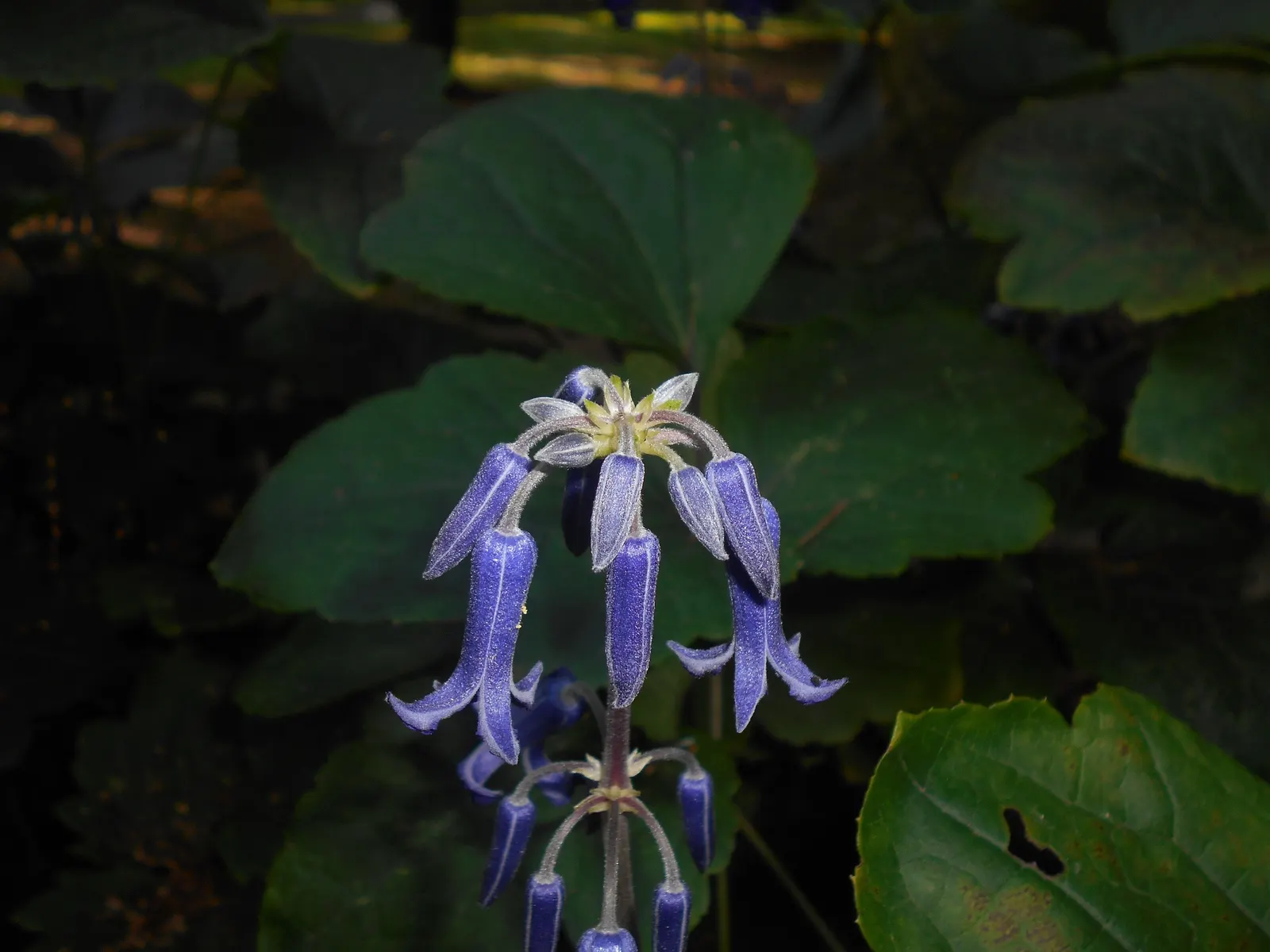 Tube Clematis (Clematis Heracleifolia 'Davidiana') — especially during dry spells