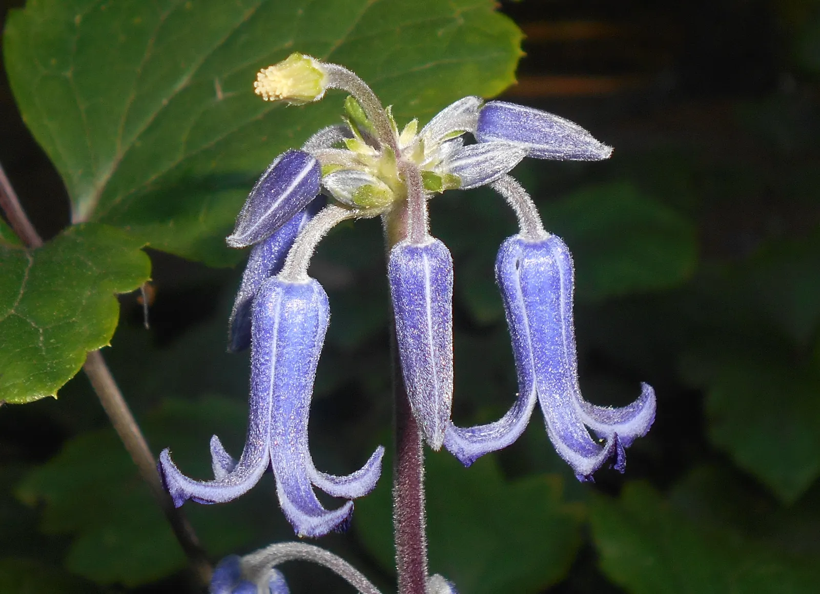Tube Clematis (Clematis Heracleifolia 'Davidiana') — it requires minimal support
