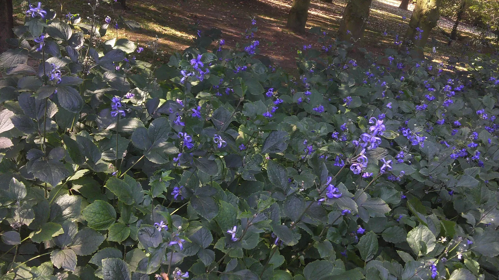 Tube Clematis (Clematis Heracleifolia 'Davidiana') — demonstrating considerable cold hardiness; this herbaceous perennial boasts fragrant, hyacinth-blue