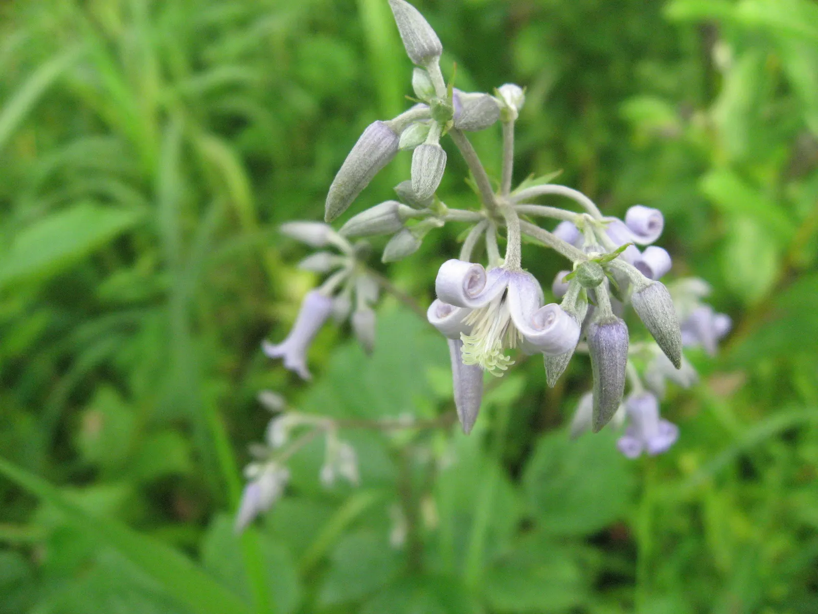 Tube Clematis (Clematis Heracleifolia 'Davidiana') — each flower measuring approximately 1 inch in length; perennial with blue and lavender blooms
