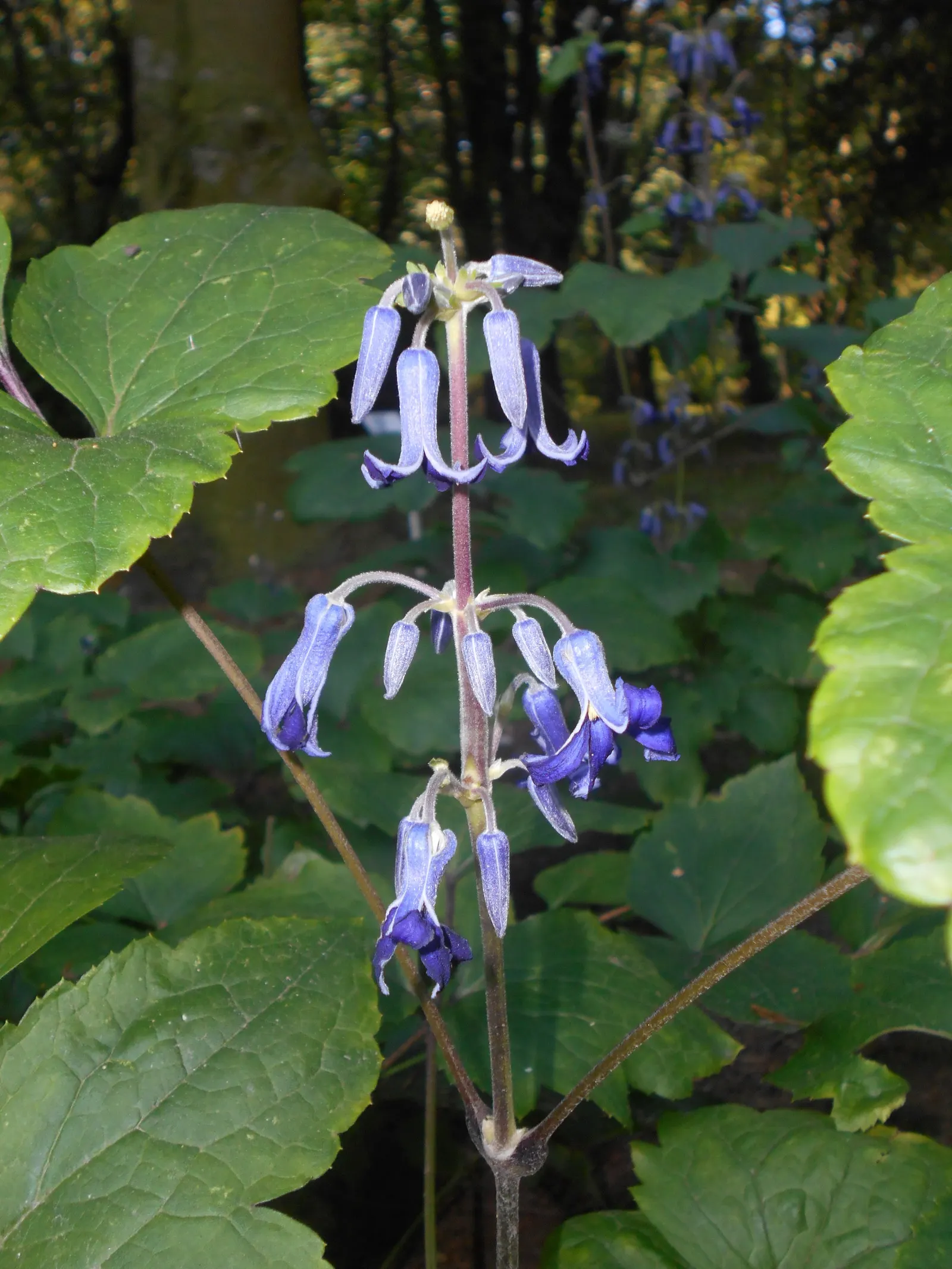 Tube Clematis (Clematis Heracleifolia 'Davidiana') — From late summer to early autumn; hyacinth-like blooms with a captivating blue hue