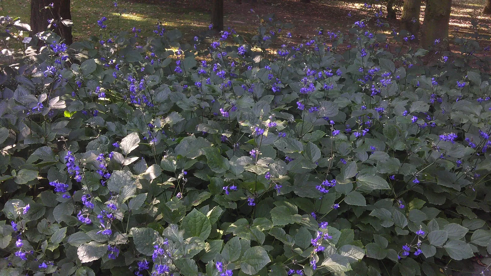 Tube Clematis (Clematis Heracleifolia 'Davidiana') — including bees and butterflies