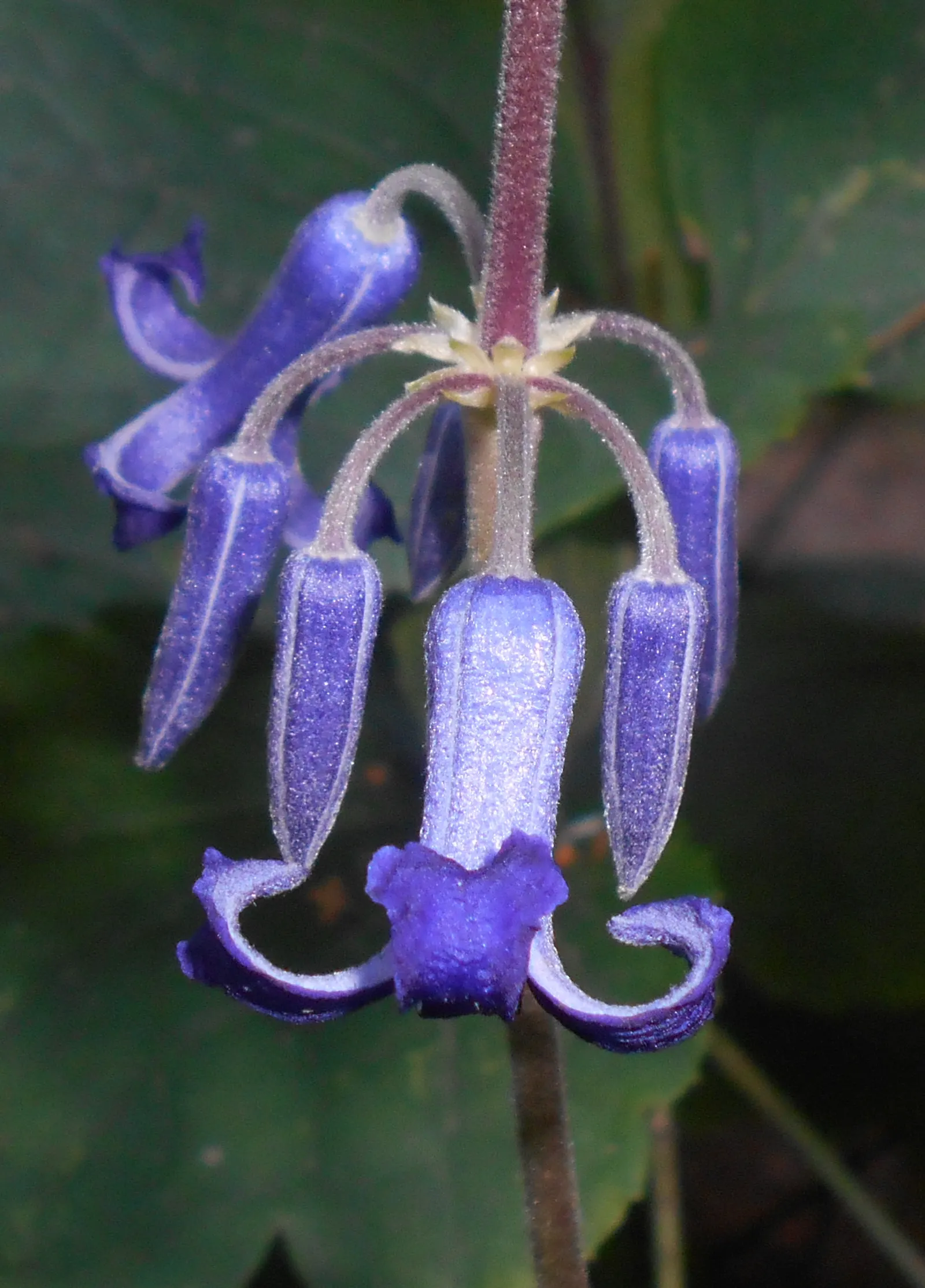 Tube Clematis (Clematis Heracleifolia 'Davidiana') — A layer of mulch can help retain soil moisture and maintain a cooler root environment