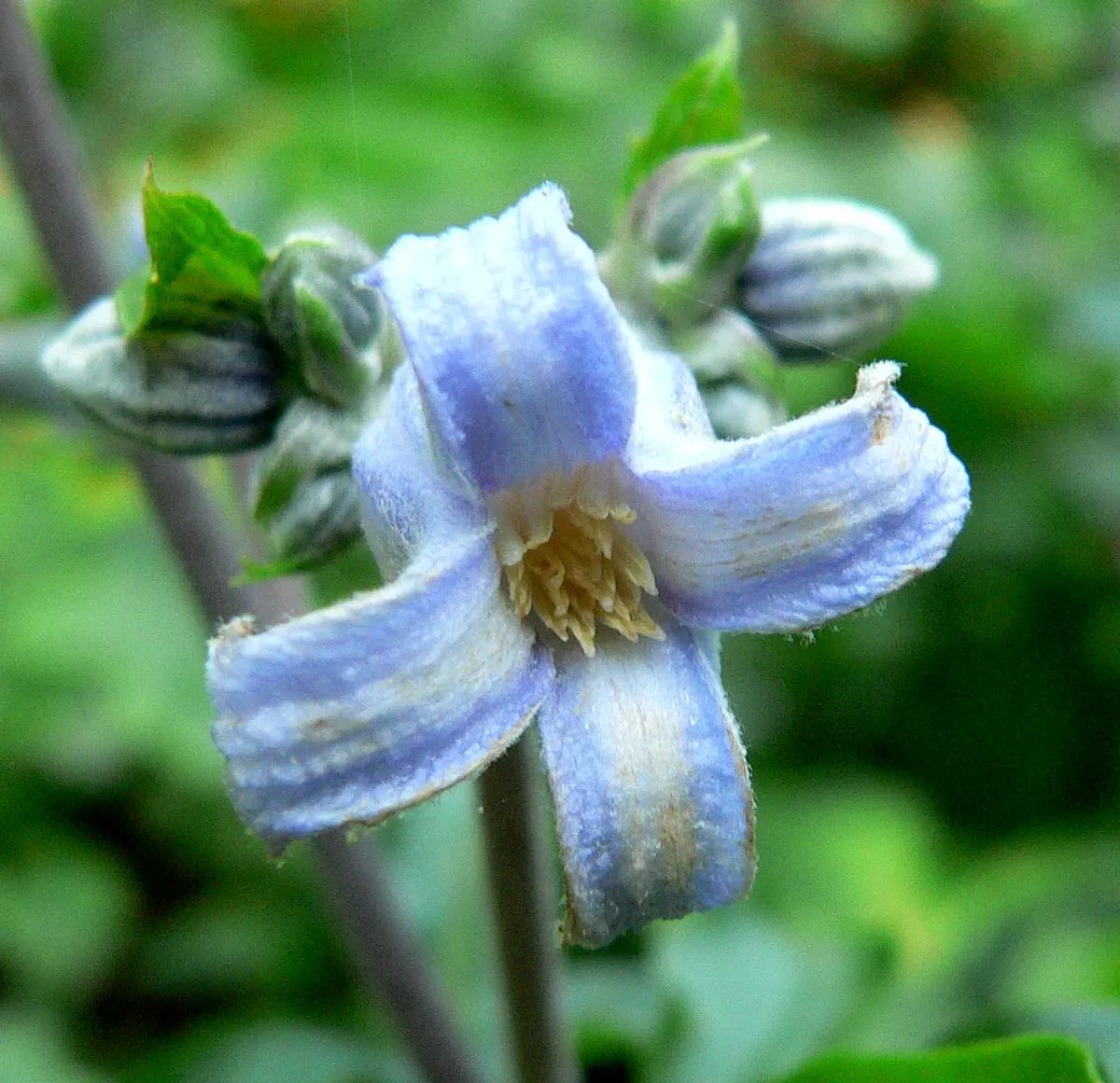 Tube Clematis (Clematis Heracleifolia 'Davidiana') — From late summer to early autumn