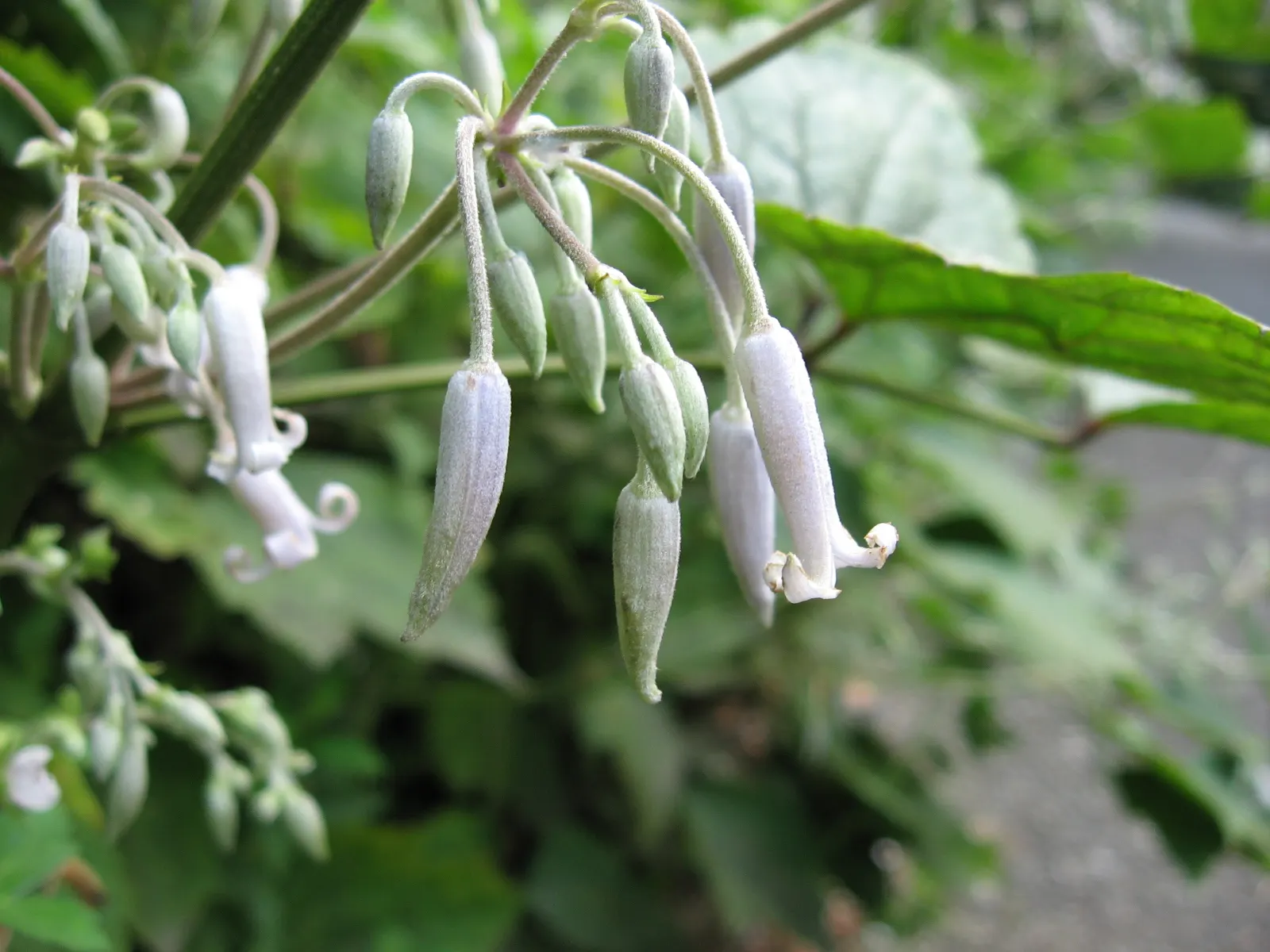 Tube Clematis (Clematis Heracleifolia 'Davidiana') — Its robust stature reaches 3-4 ft in height with a similar spread