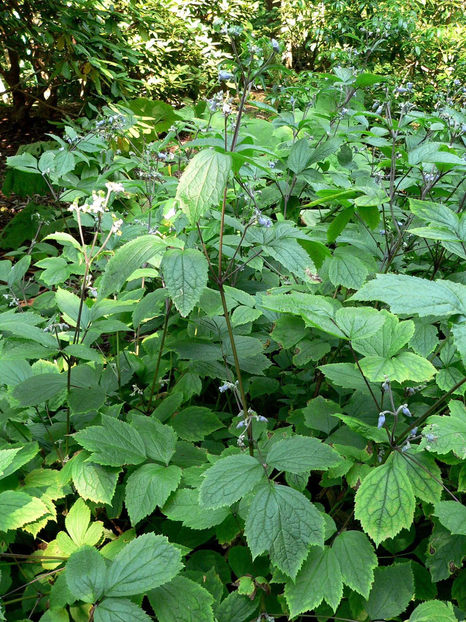 Tube Clematis (Clematis Heracleifolia 'Davidiana') — especially during dry spells; these blossoms are a magnet for pollinators