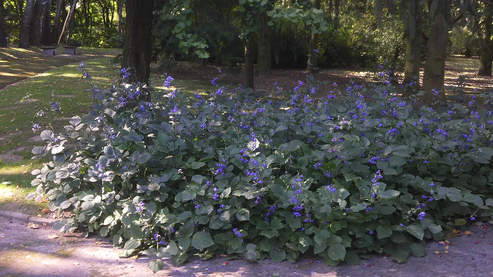 Tube Clematis (Clematis Heracleifolia 'Davidiana') — hyacinth-like blooms with a captivating blue hue