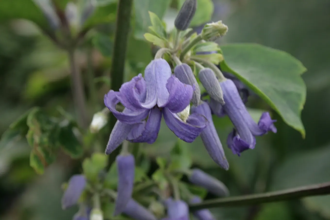 Tube Clematis (Clematis Heracleifolia 'Davidiana') — provide it with regular watering; it requires minimal support