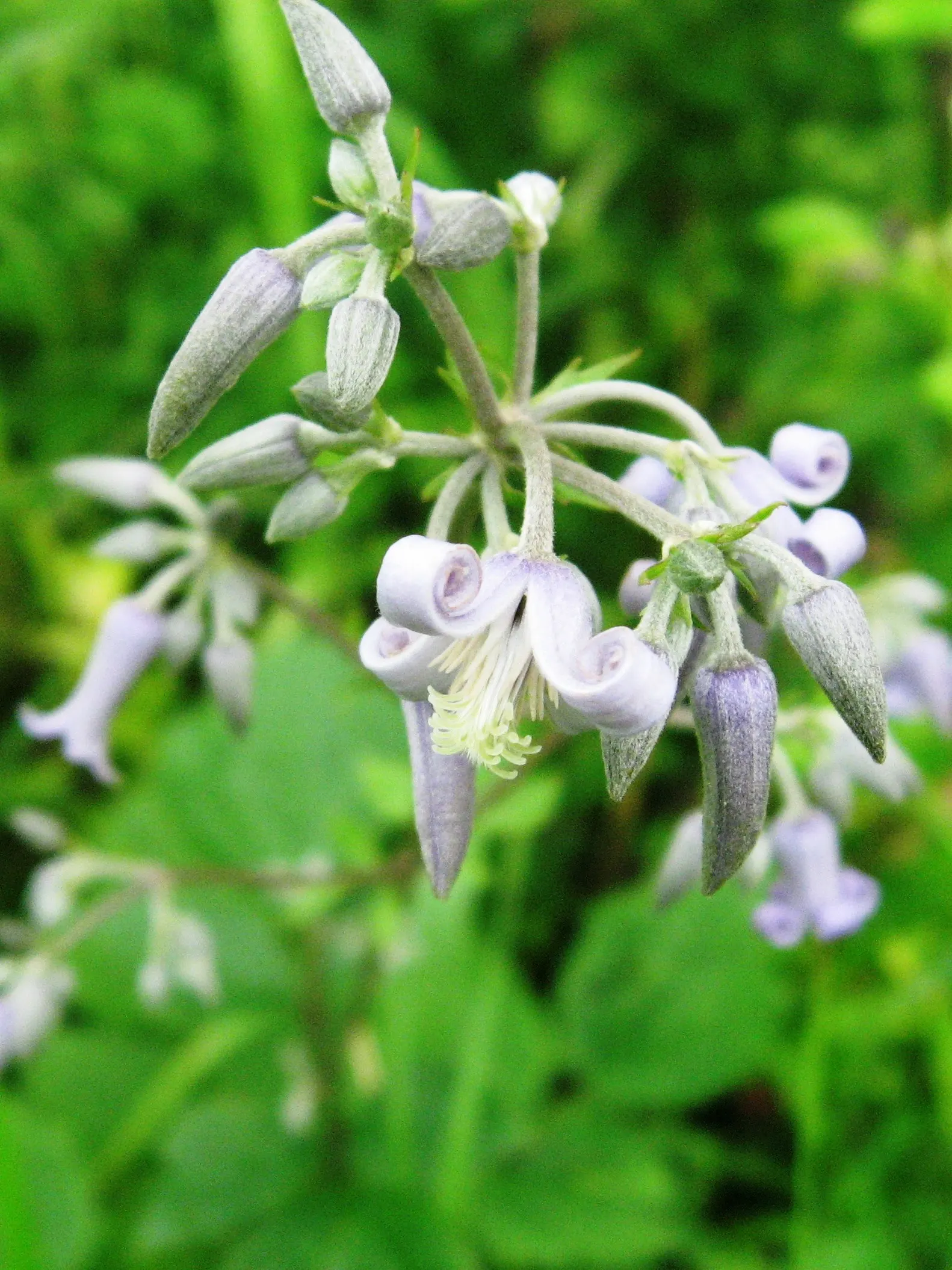 Tube Clematis (Clematis Heracleifolia 'Davidiana') — to encourage vigorous growth and flowering; blue and lavender flowers in the garden