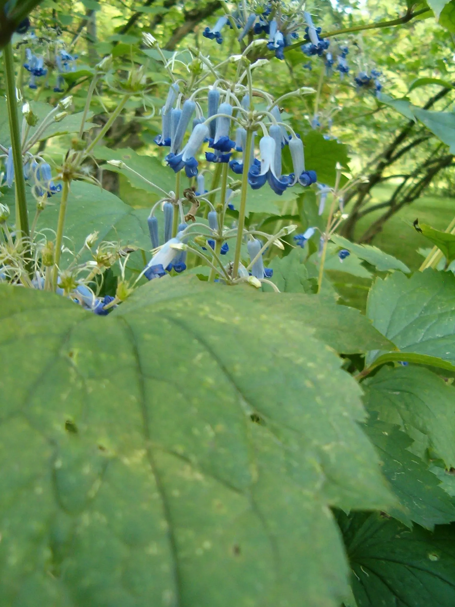 Tube Clematis (Clematis Heracleifolia 'Davidiana') — each flower measuring approximately 1 inch in length