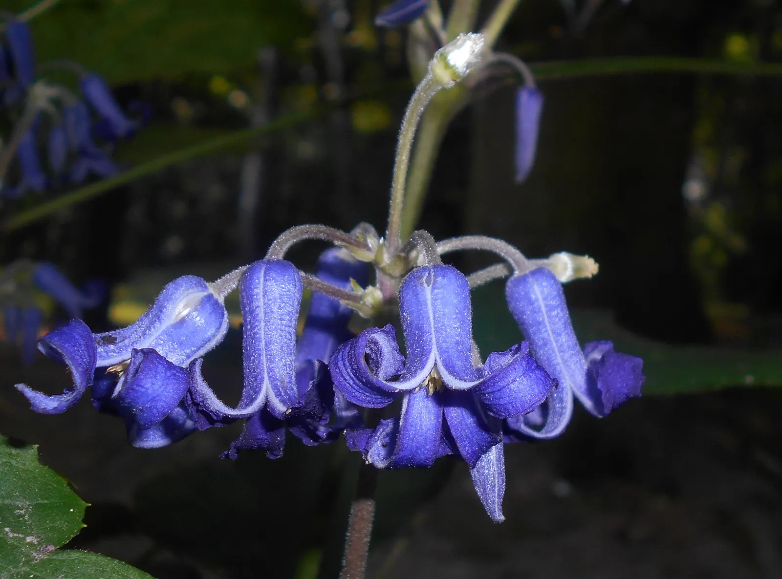 Tube Clematis (Clematis Heracleifolia 'Davidiana') — low-maintenance addition to any garden design; thus adding an ecological value to your garden.<br><br>It