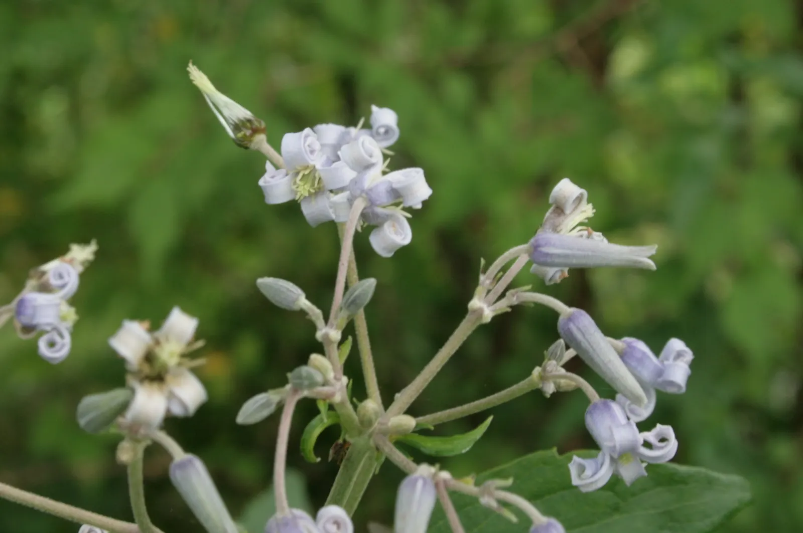 Tube Clematis (Clematis Heracleifolia 'Davidiana') — Preferring full sun to part shade, it flourishes in well-drained soil