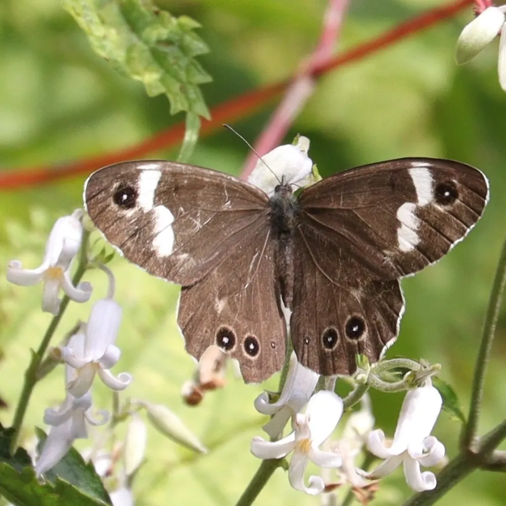 Tube Clematis (Clematis Heracleifolia 'Davidiana') — the 'Davidiana' cultivar enjoys a more sprawling nature; a layer of mulch can help retain soil moisture