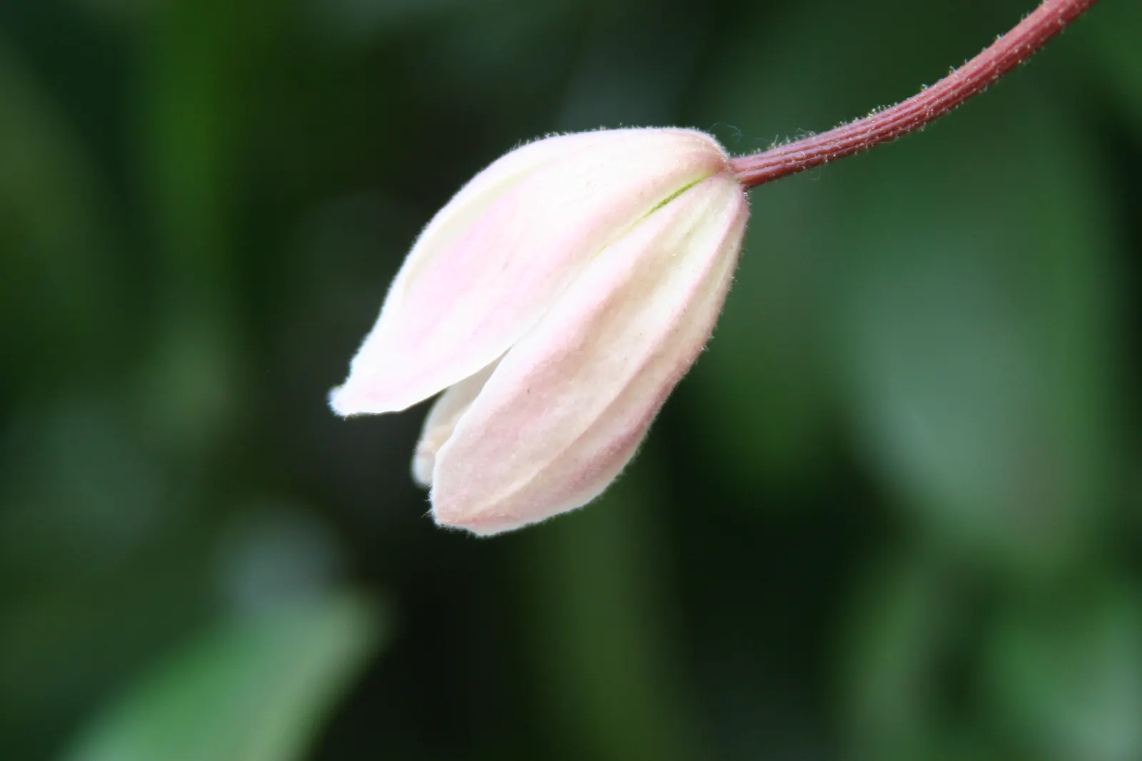 Tube Clematis (Clematis Heracleifolia 'Davidiana') — the 'Davidiana' cultivar enjoys a more sprawling nature