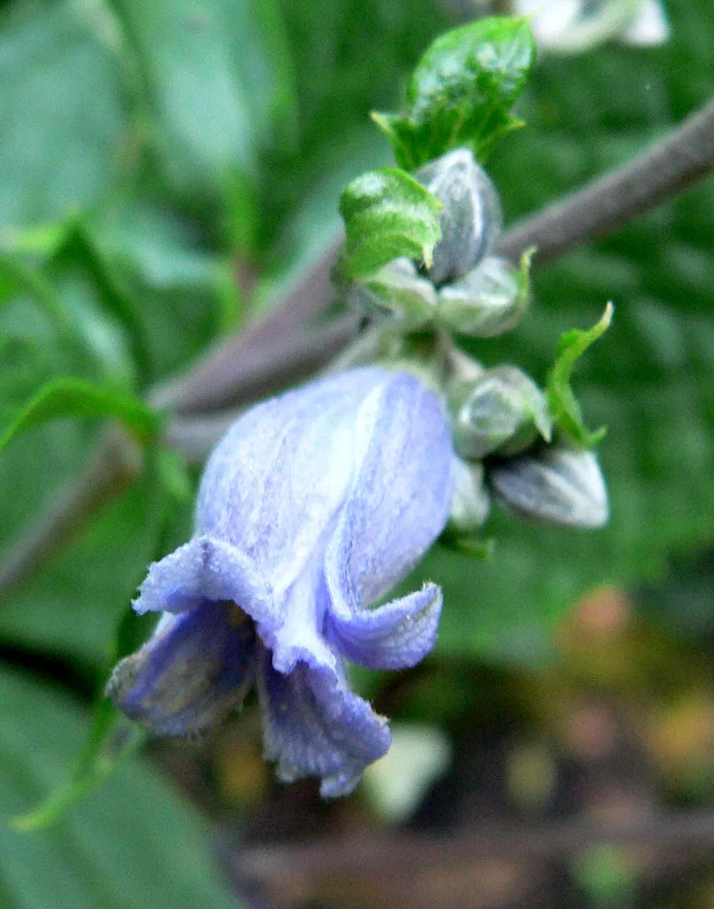 Tube Clematis (Clematis Heracleifolia 'Davidiana') — Tube Clematis, Clematis heracleifolia 'Davidiana', thrives in USDA zones 3-9