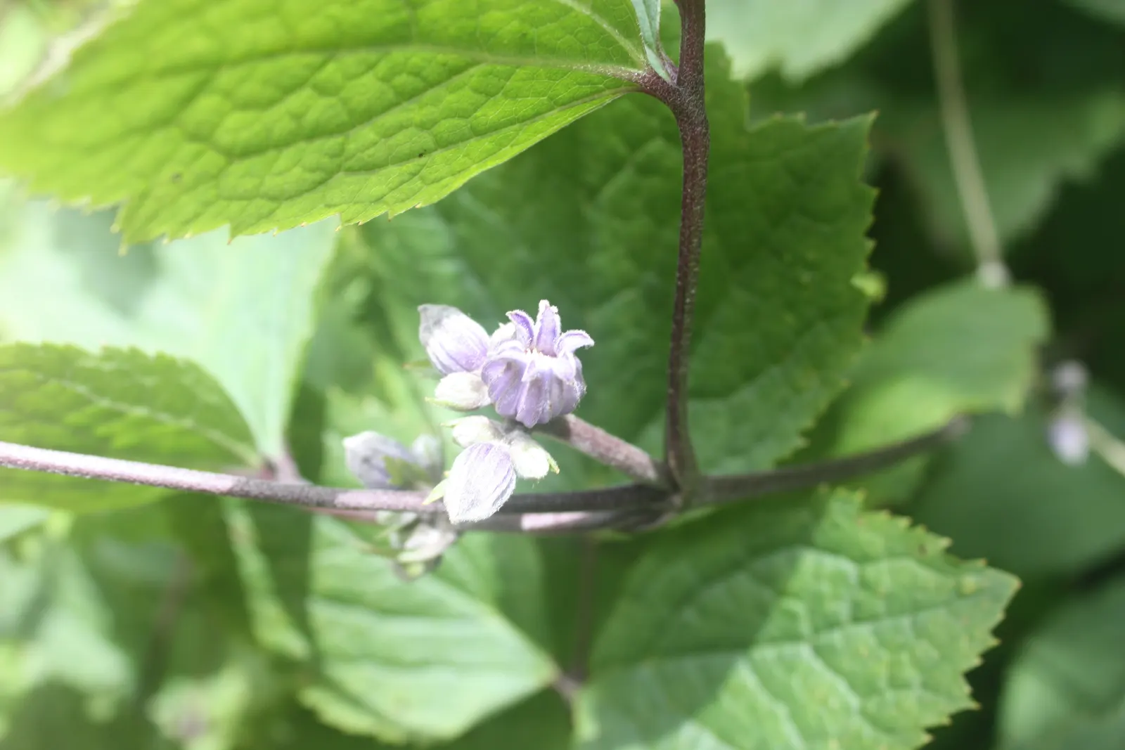 Tube Clematis (Clematis Heracleifolia 'Davidiana') — Tube Clematis, Clematis heracleifolia 'Davidiana', thrives in USDA zones 3-9; preferring full sun to part