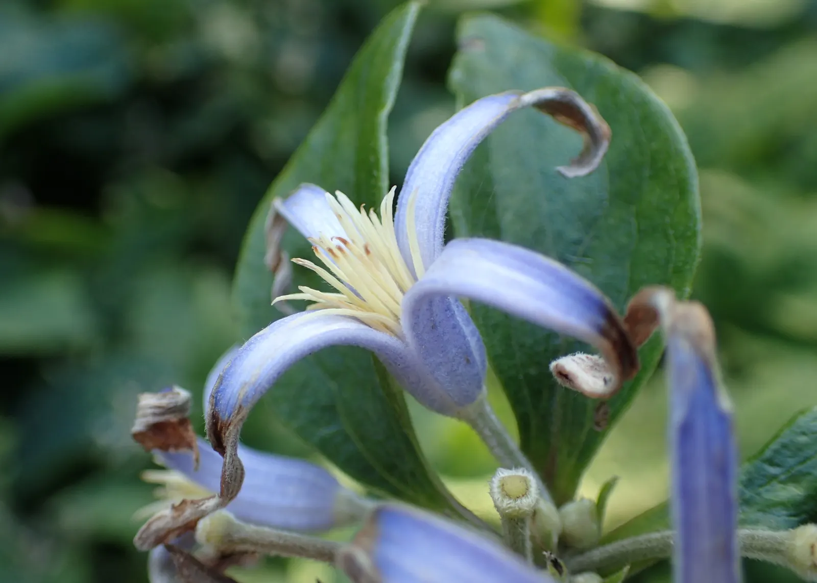 Tube Clematis (Clematis Heracleifolia 'Davidiana') — provide it with regular watering
