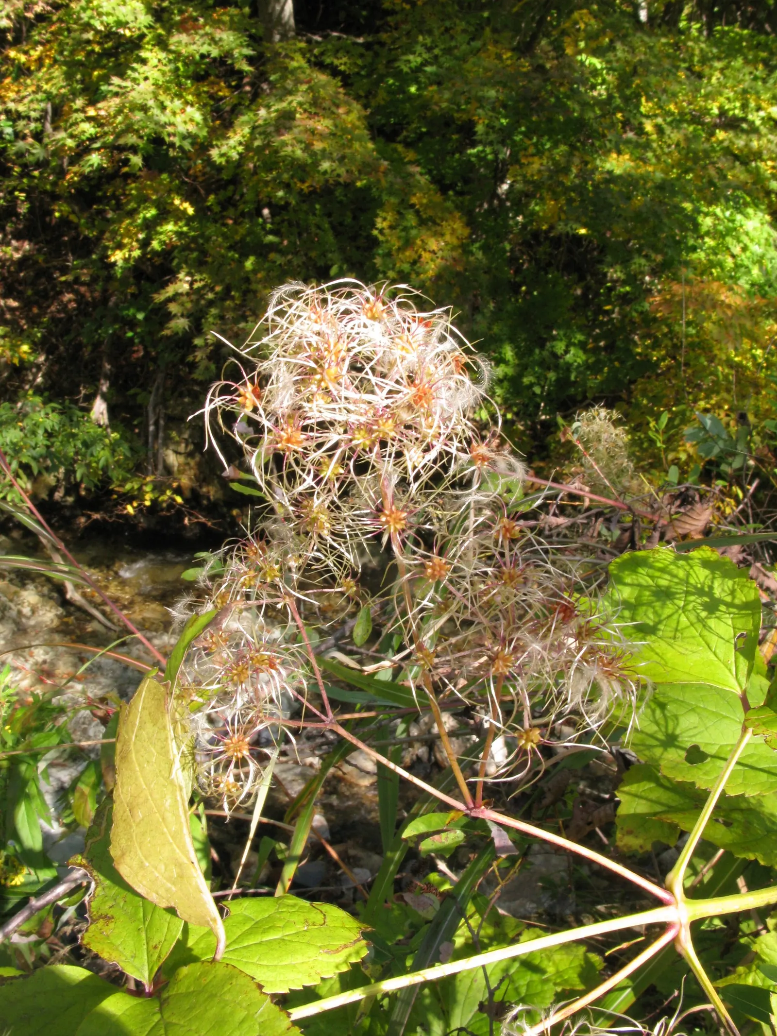 Tube Clematis (Clematis Heracleifolia 'Davidiana') — It is drought-tolerant once established, which makes it relatively low maintenance; the Tube Clematis does