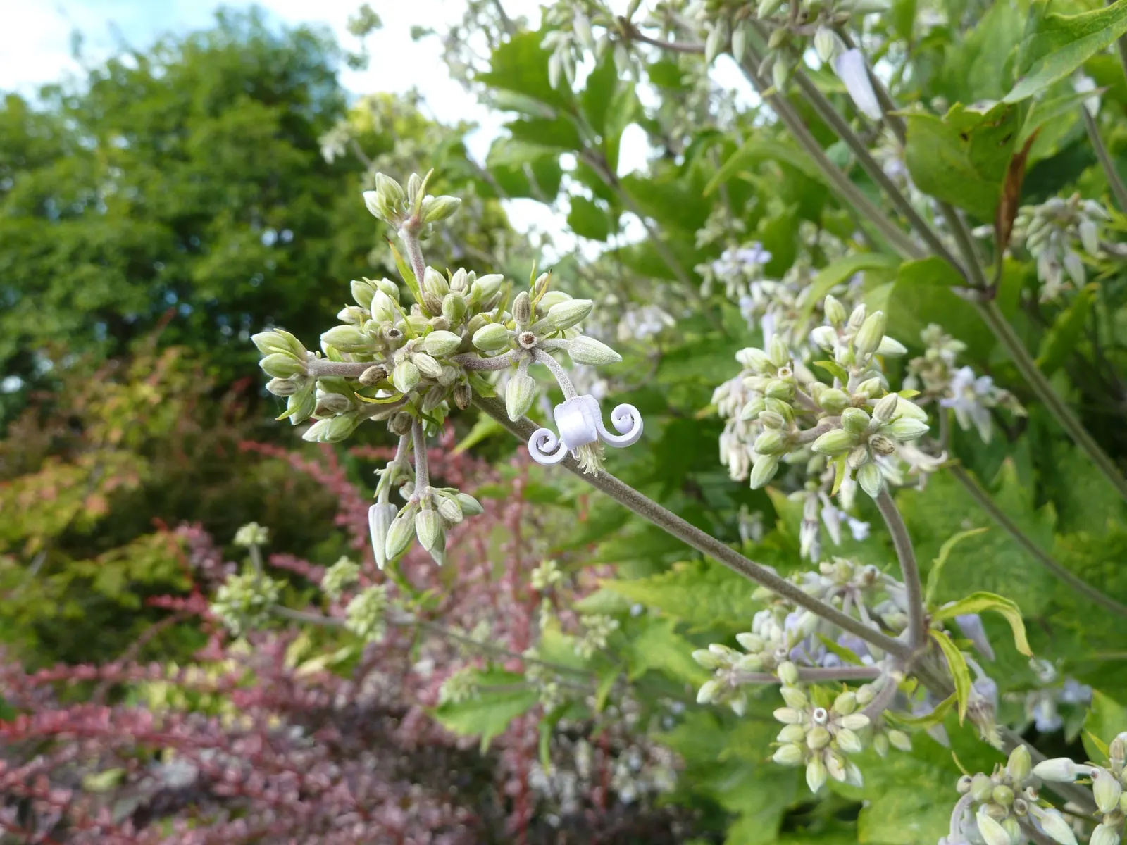Tube Clematis (Clematis Heracleifolia 'Davidiana') — thus adding an ecological value to your garden.<br><br>It thrives in USDA Hardiness Zones 3 through 9