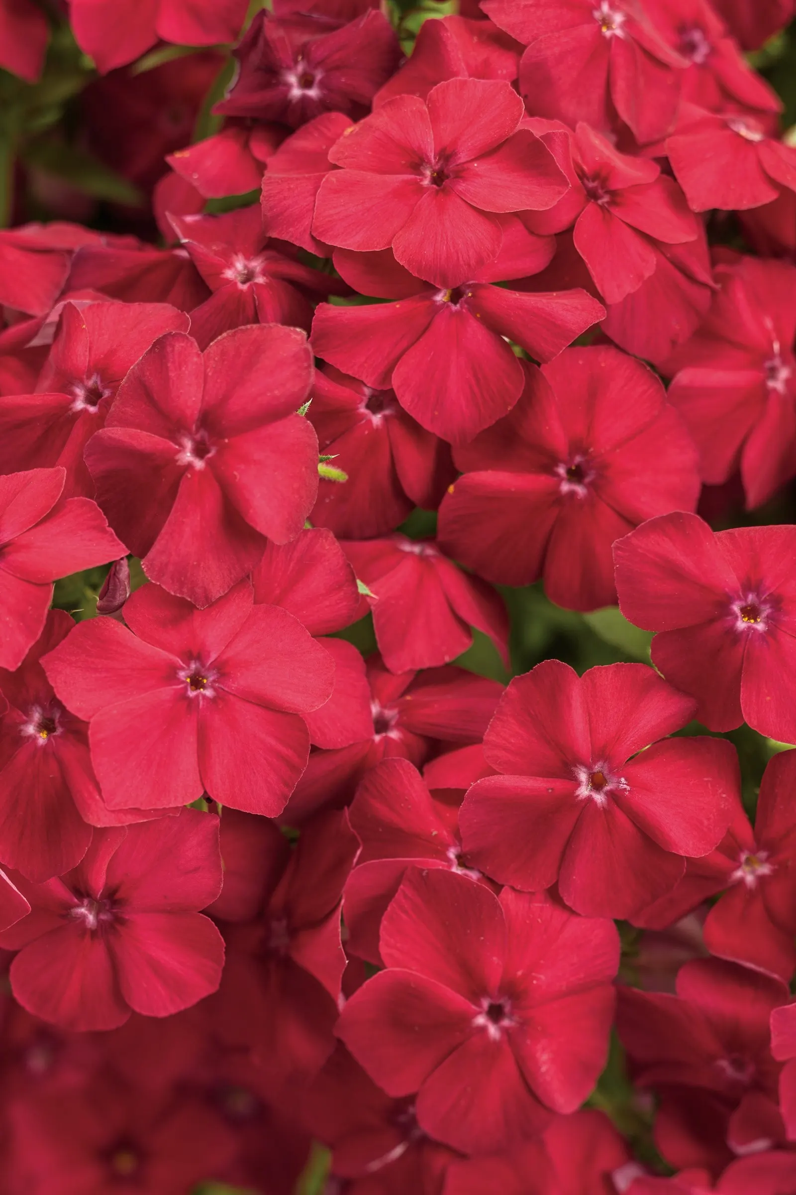 Red Hot Phlox (Phlox drummondii) — where its color remains rich and flowering is most abundant