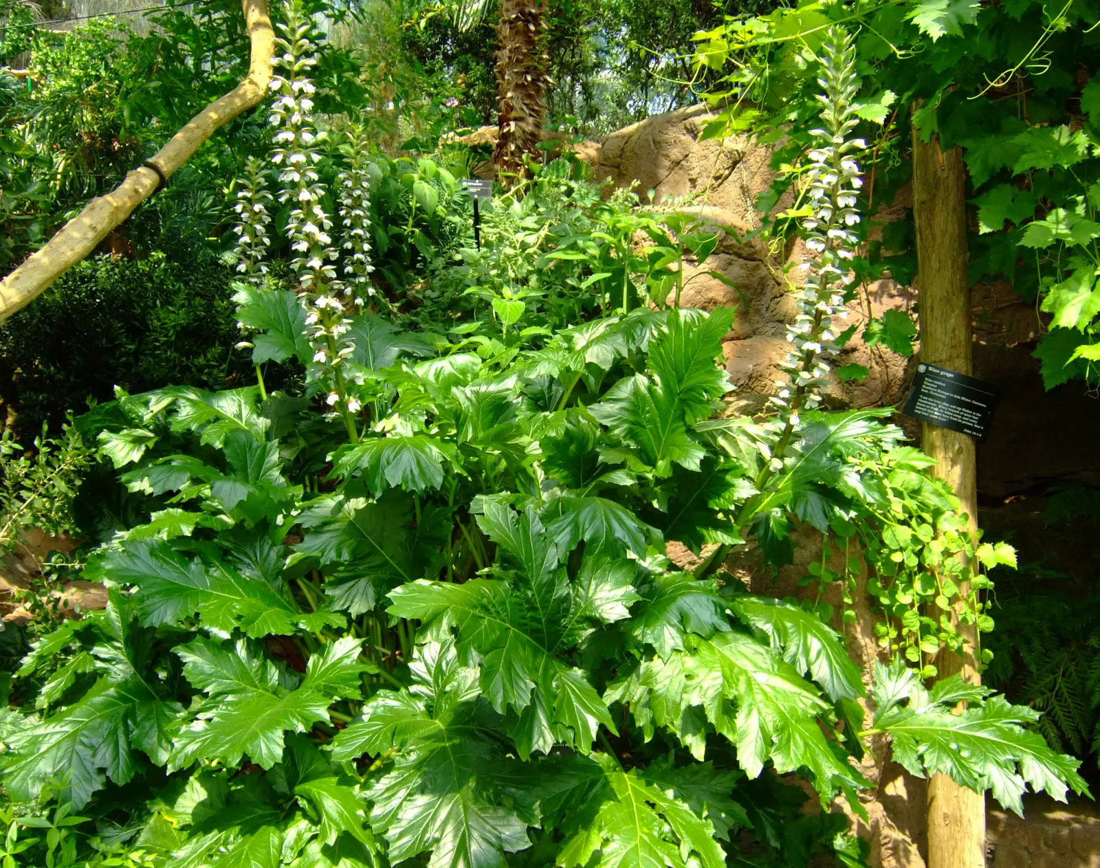 Oak Leaf Acanthus (Acanthus Mollis 'Oak Leaf') — resembling oak leaves with deep lobes and a glossy finish