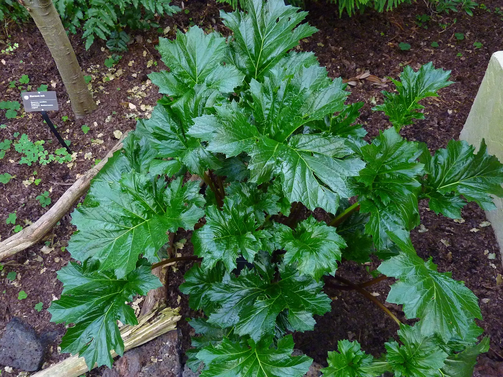 Oak Leaf Acanthus (Acanthus Mollis 'Oak Leaf') — The Acanthus mollis 'Oak Leaf' is a perennial known for its striking foliage