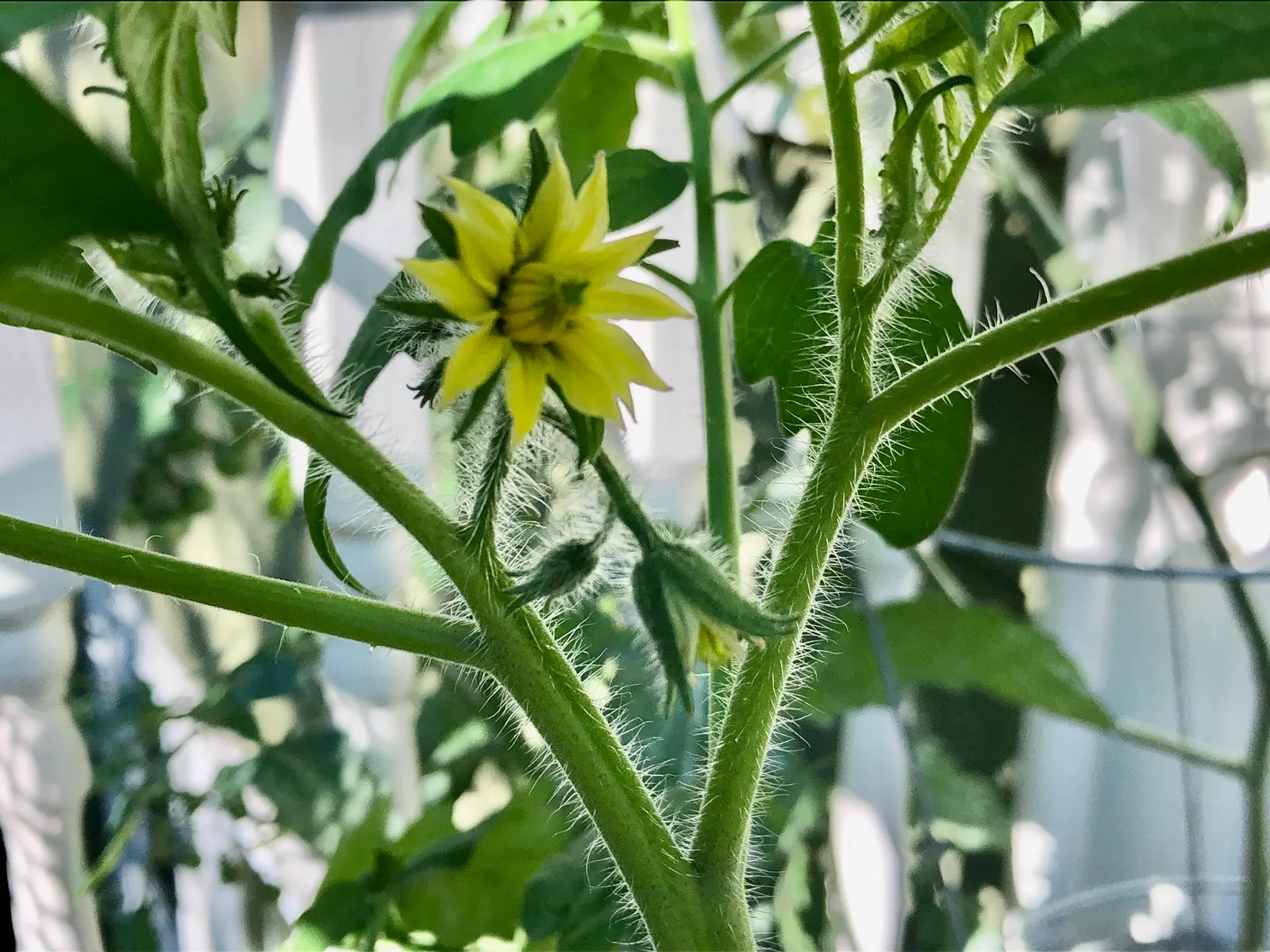 Heirloom Tomato (Solanum Lycopersicum 'Heirloom') — heirloom tomatoes are open-pollinated varieties that have been passed down for several generations